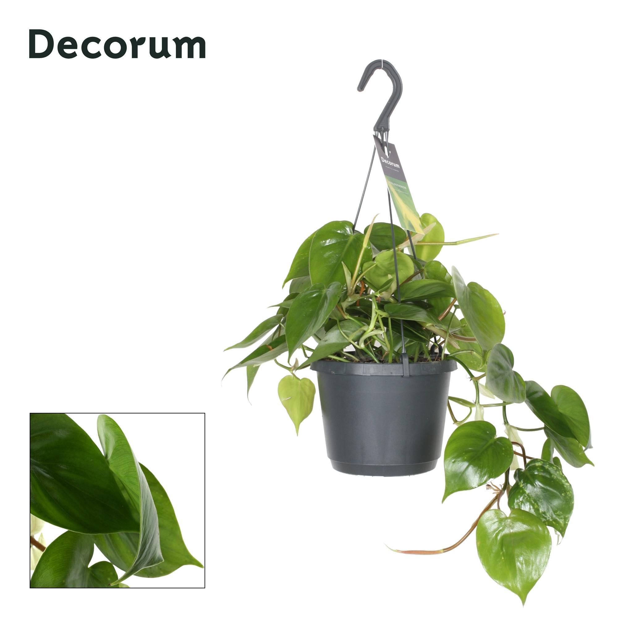 Philodendron Scandens ( - Ø17cm - ↕35cm