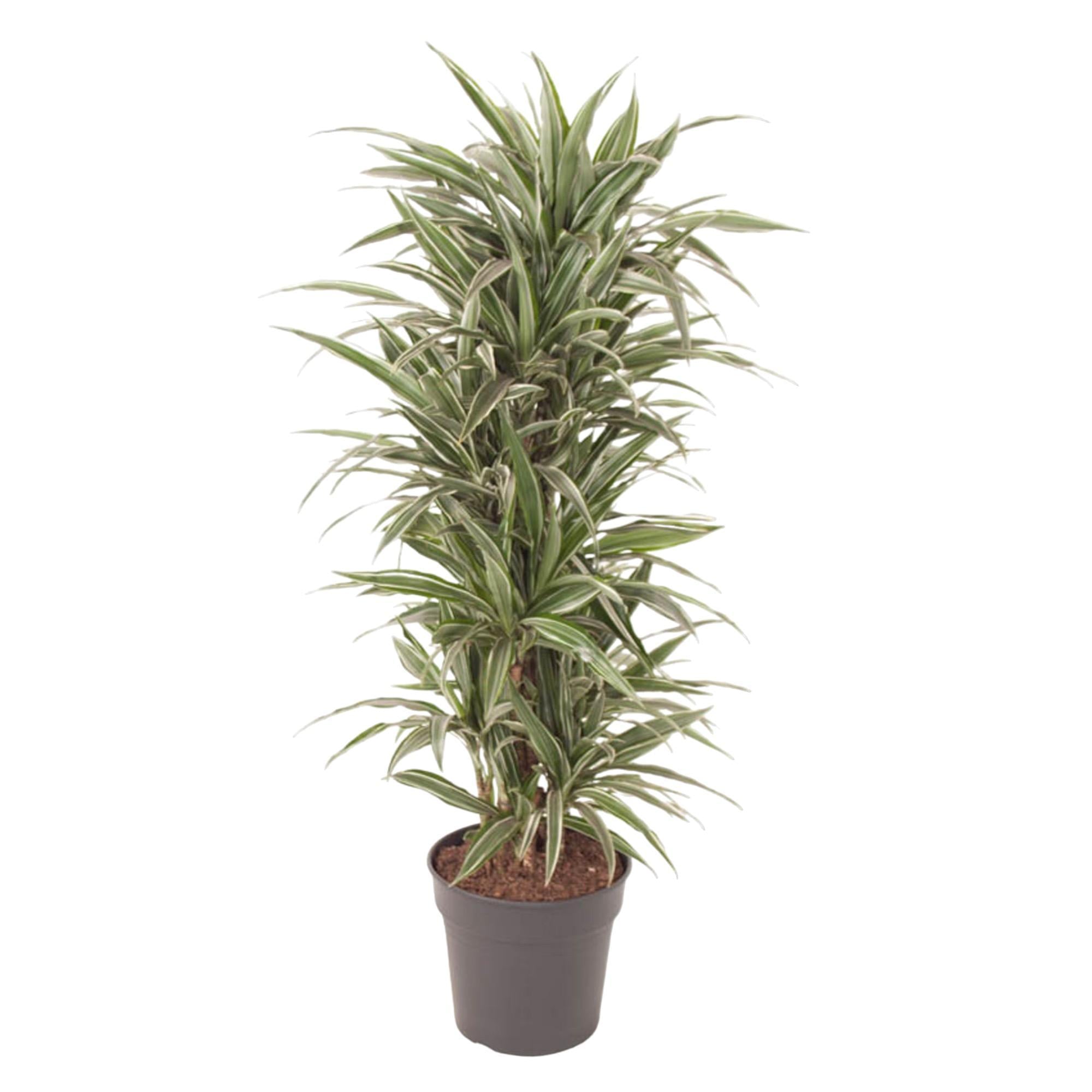 Drachenbaum Warneckei - Dracaena Warneckei verzweigt  - 140 cm - ø31