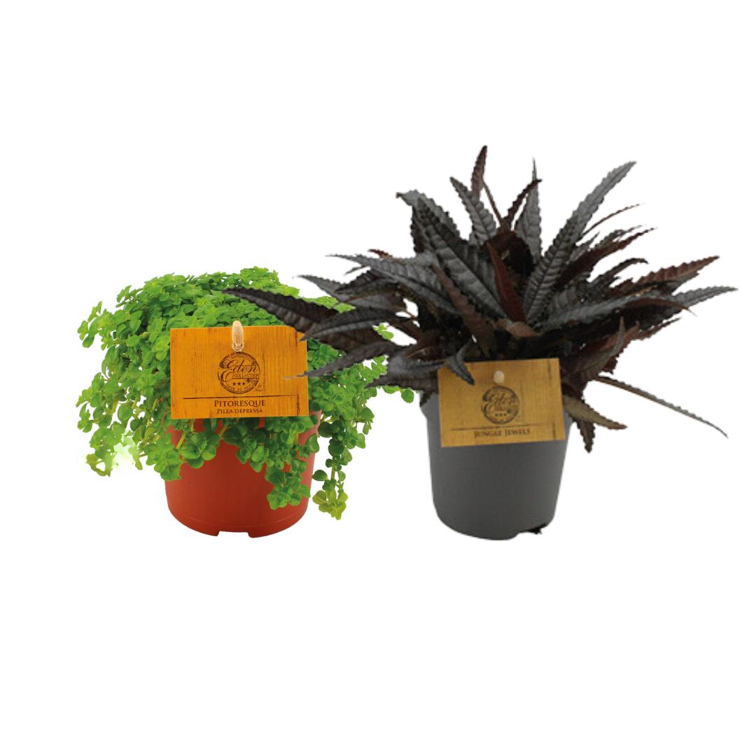 Pilea Duo 2.0 - 2 stuks - Ø10,5cm - ↕15cm