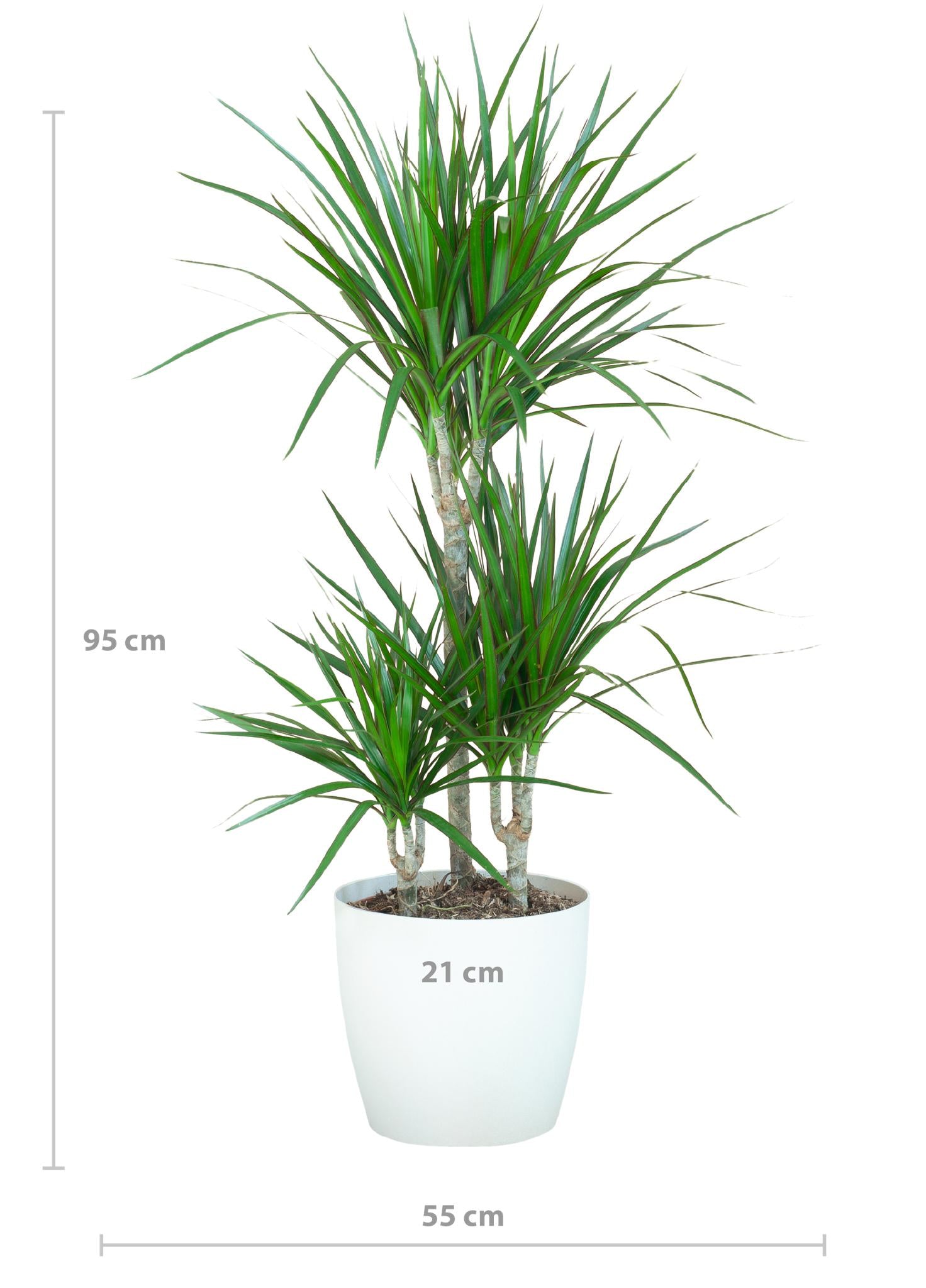 Drachenbaum - Dracaena Marginta mit Viber Topf weiß - 95cm - Ø21