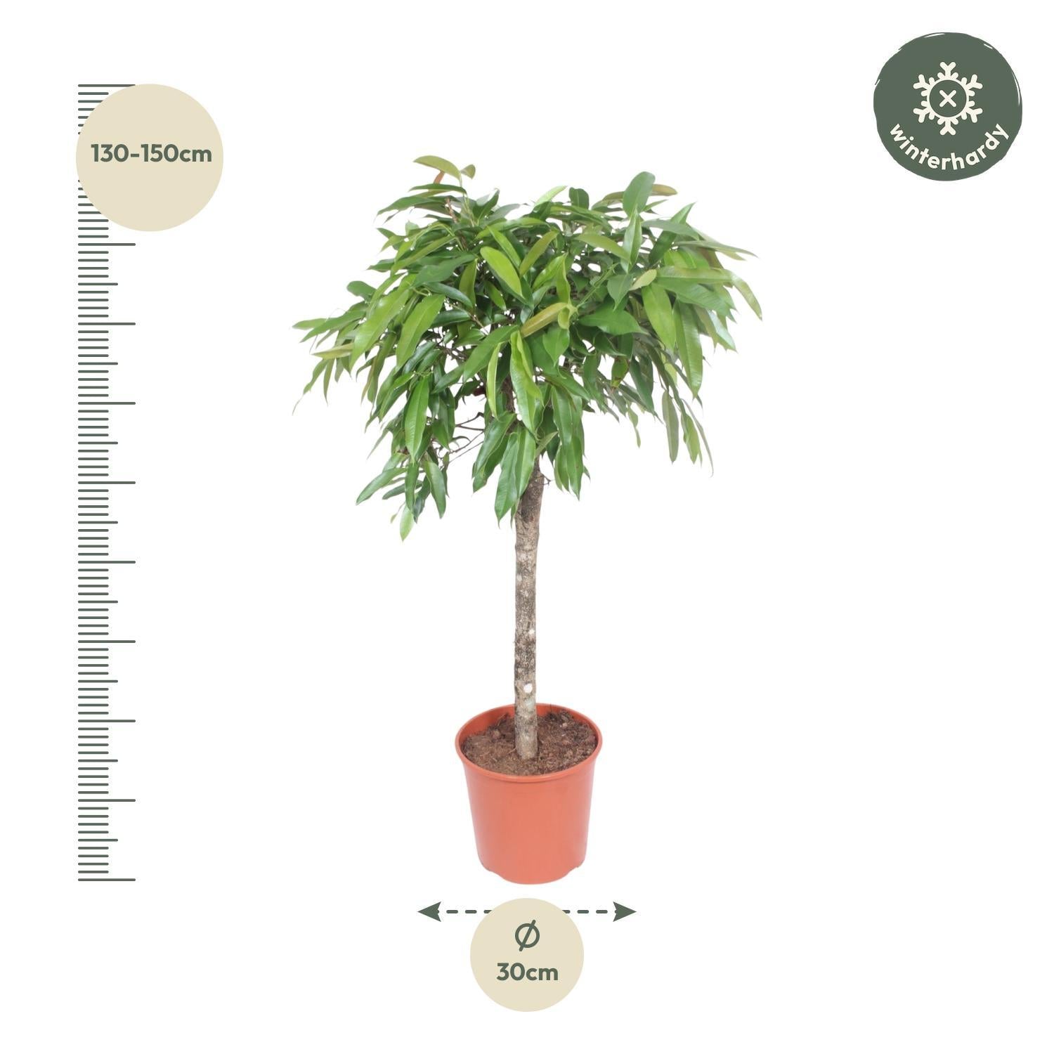 Gummibaum -  Ficus Amstel King - 140 cm - ø30