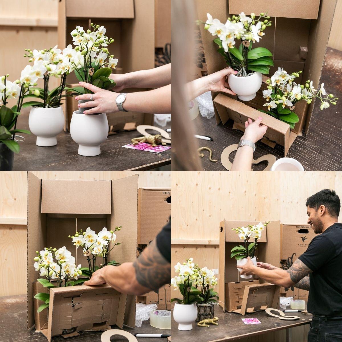 Complete plantenset Hotel Chic - paars | Groene planten met paarse Phalaenopsis orchidee inclusief keramische sierpotten en accessoires