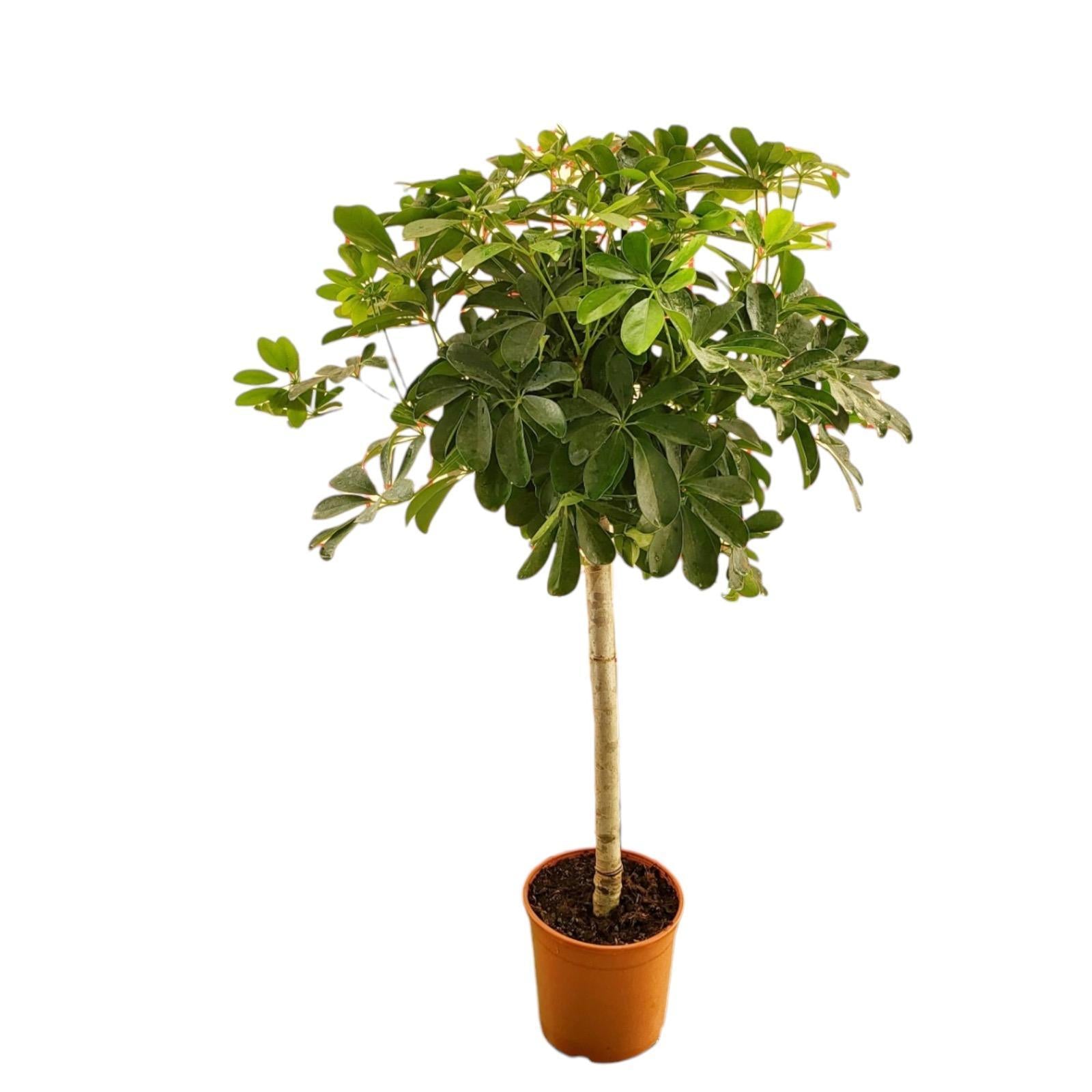 Schefflera auf Stamm - 130 cm - ø23