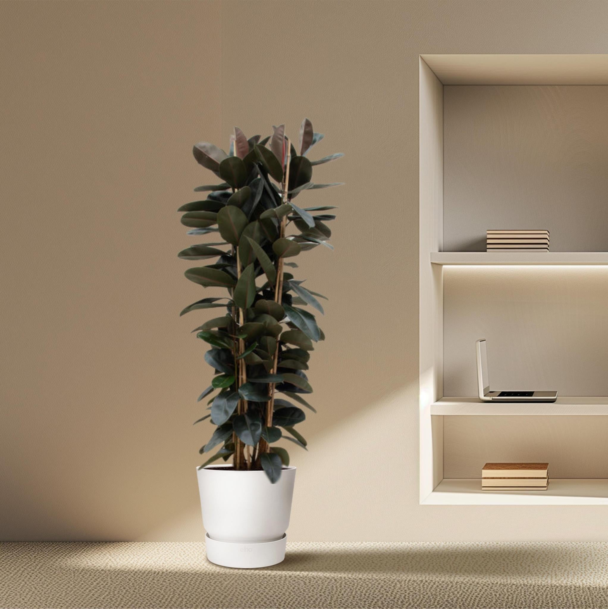 Gummibaum Ficus Elastica Abidjan  - 225cm - ø40