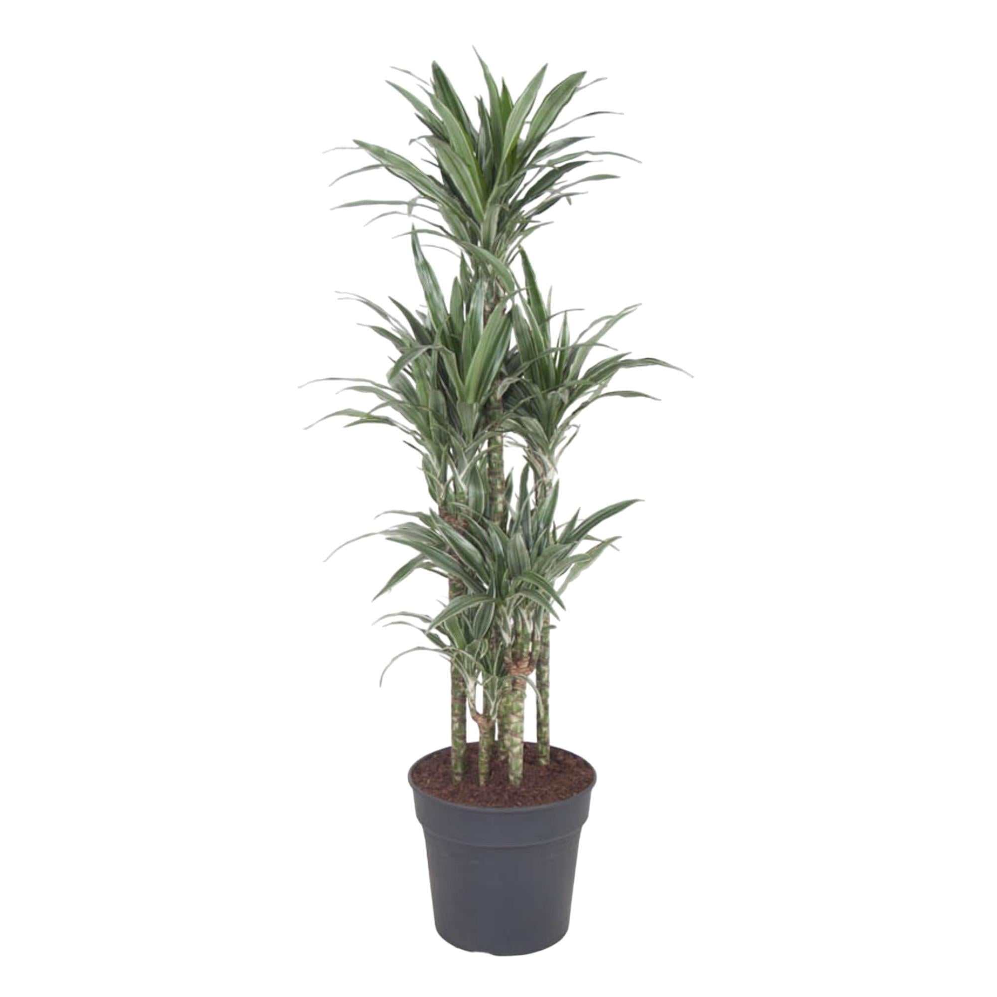 Drachenbaum Warneckei - Dracaena Warneckei Carrousel - 140 cm - ø31