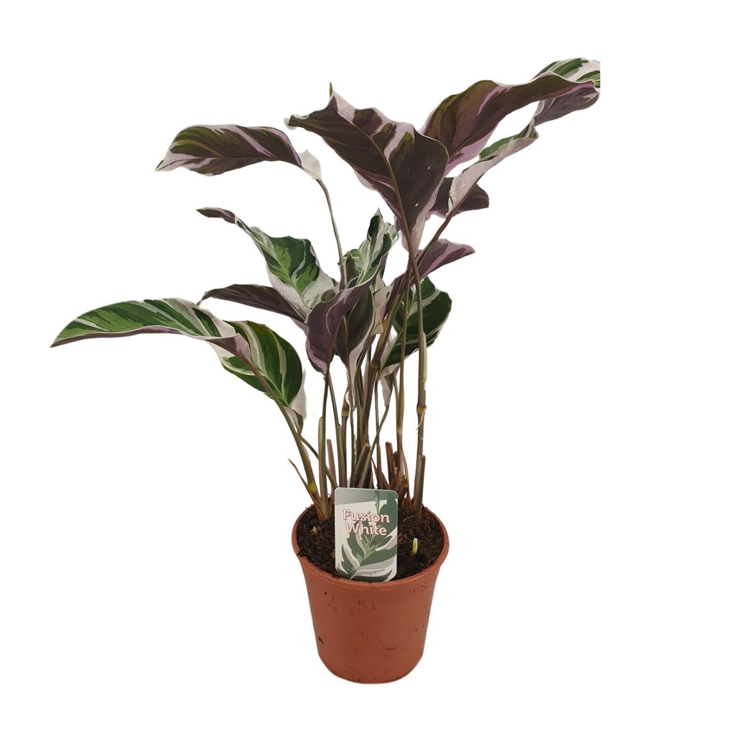 Calathea Fusion White Basic - Kortbmarante -  Ø14cm - ↕40cm