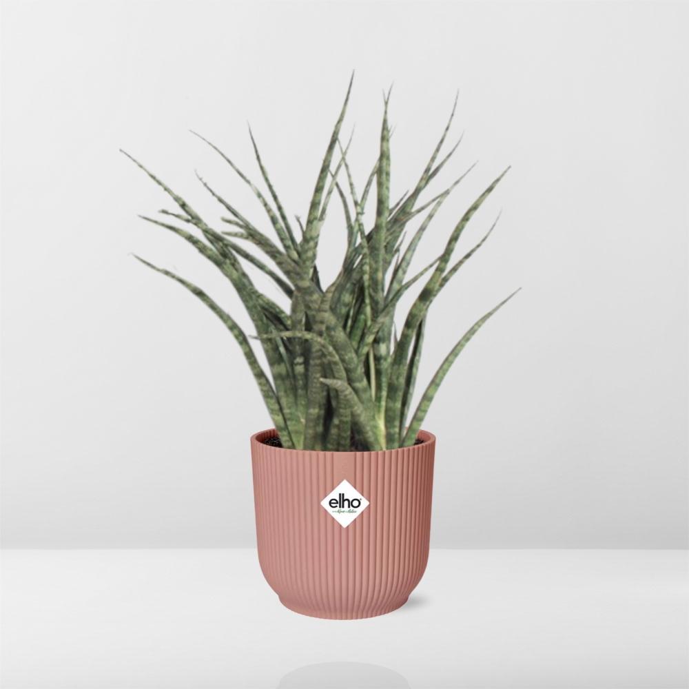 Sansevieria Fernwood Punk in ELHO Vibes Fold 14 cm rosa