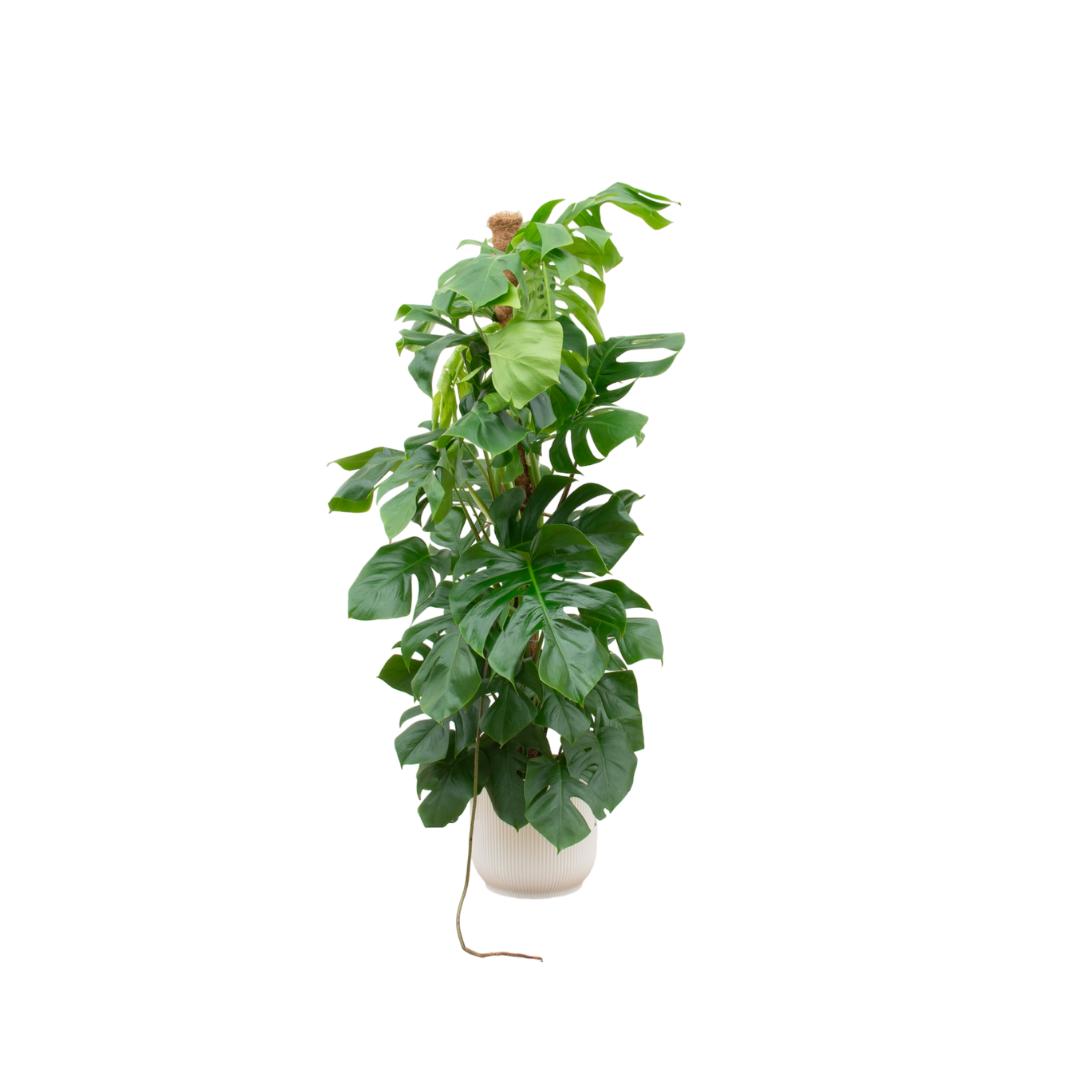 Monstera Pertusum XL inclusief elho Vibes Fold Round Topf weiß Ø30 - 150 cm