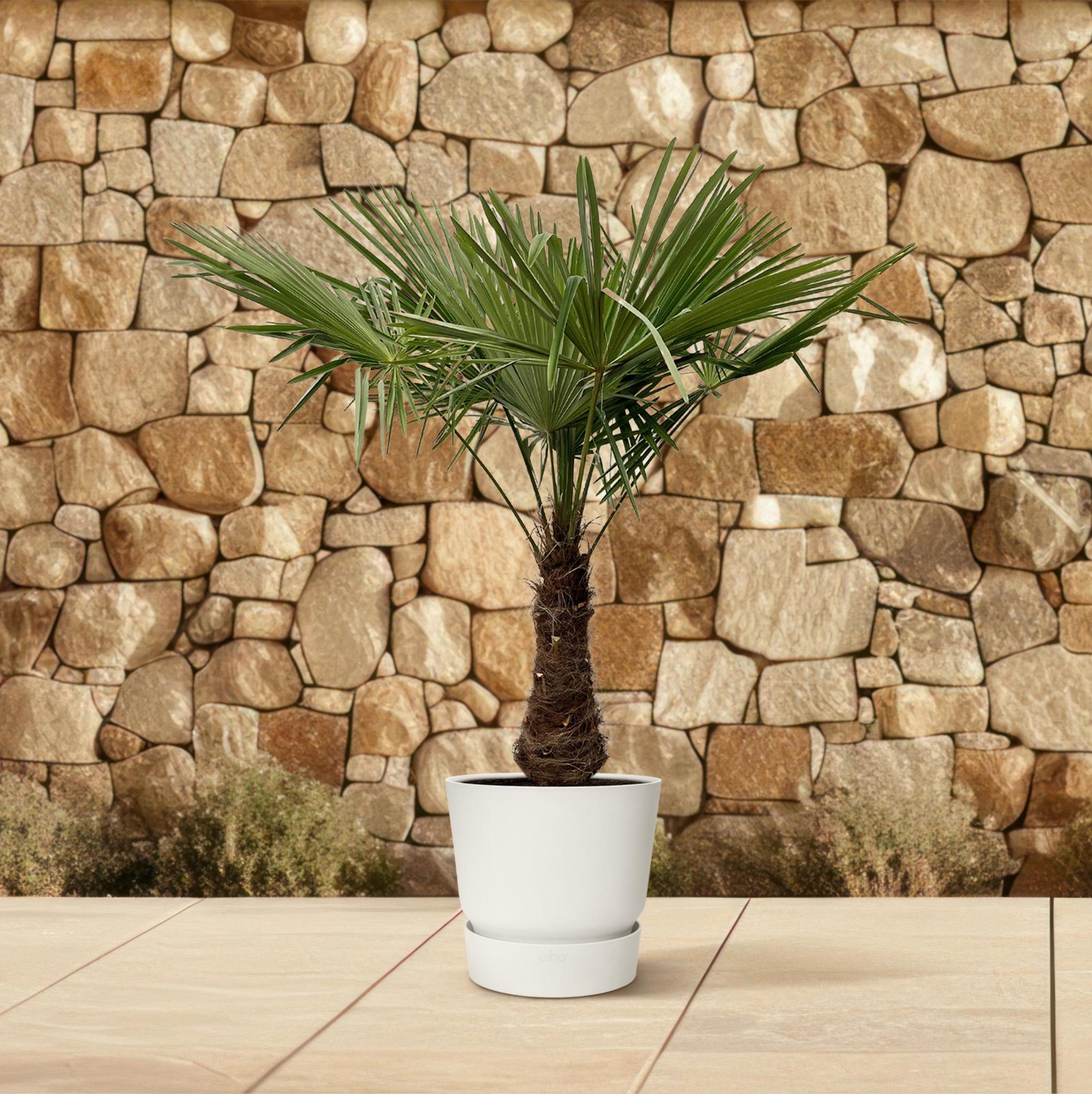 Trachycarpus - 220cm - Ø45