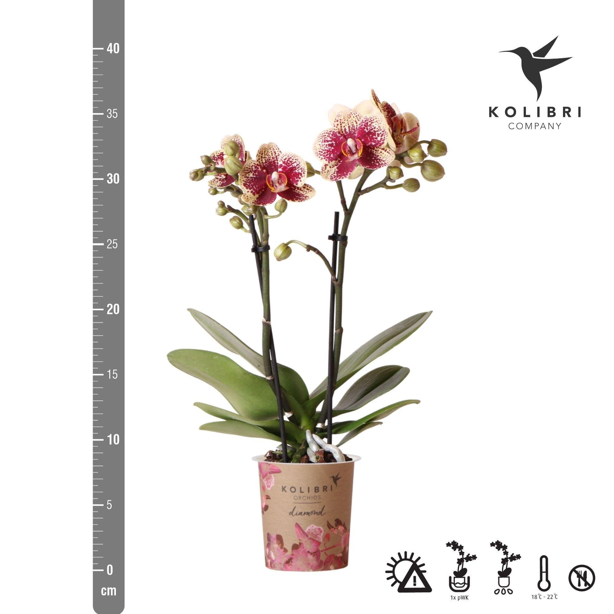 Orchidee Gelbe rote Phalaenopsis-Orchidee - Spanien - Topfgröße Ø9cm | blühende Zimmerpflanze - frisch vom Züchter