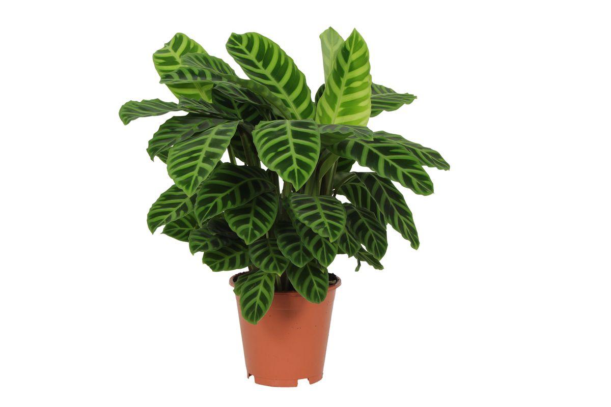 Zebrakalatee - Calathea Zebrina - 80 cm - Ø19cm