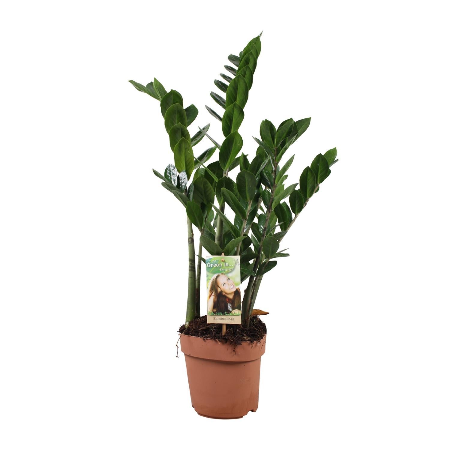 Smaragdpalme - Zamioculcas Zamiifolia - Ø17cm - ↕70cm