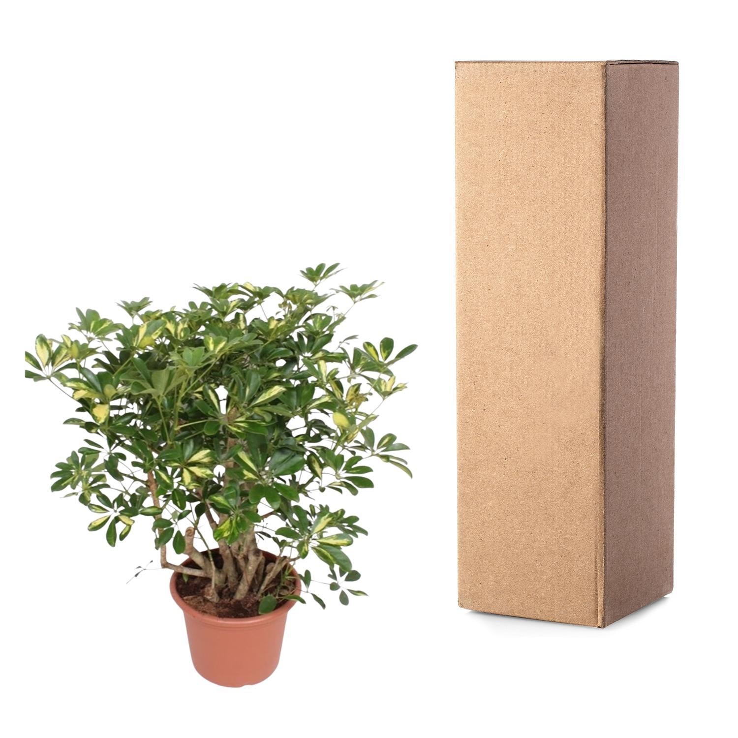 Schefflera Gold Capella verzweigt - 130 cm - ø40