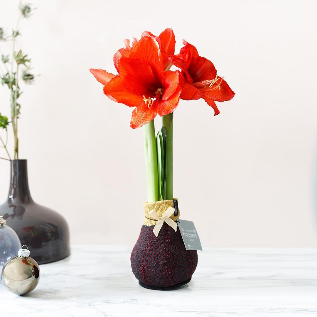 No Water Flowers® (wax amaryllis) | Fashionz Elegant - Bordeaux + Red flower