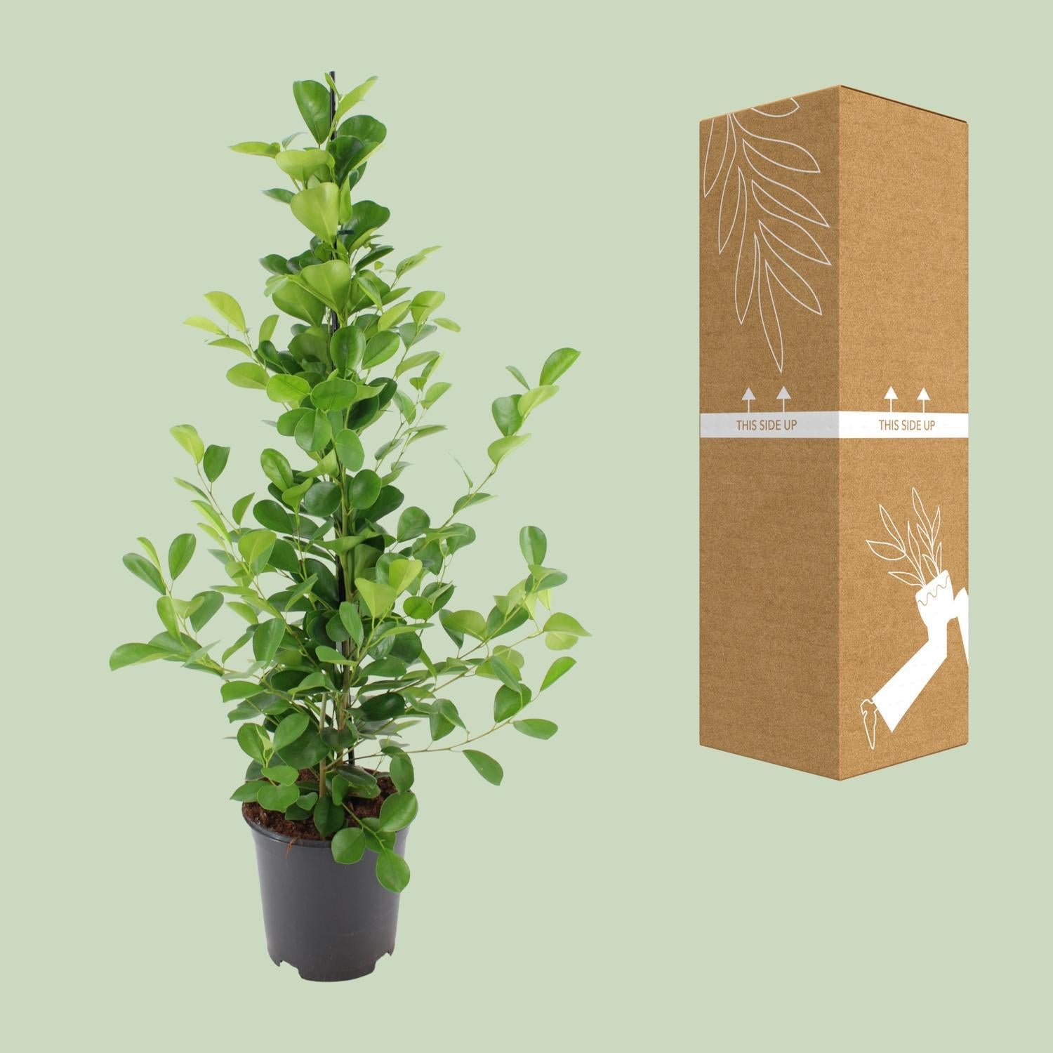 Lorbeerfeige Ficus microcarpa Moclame - Ø21cm - ↕95cm