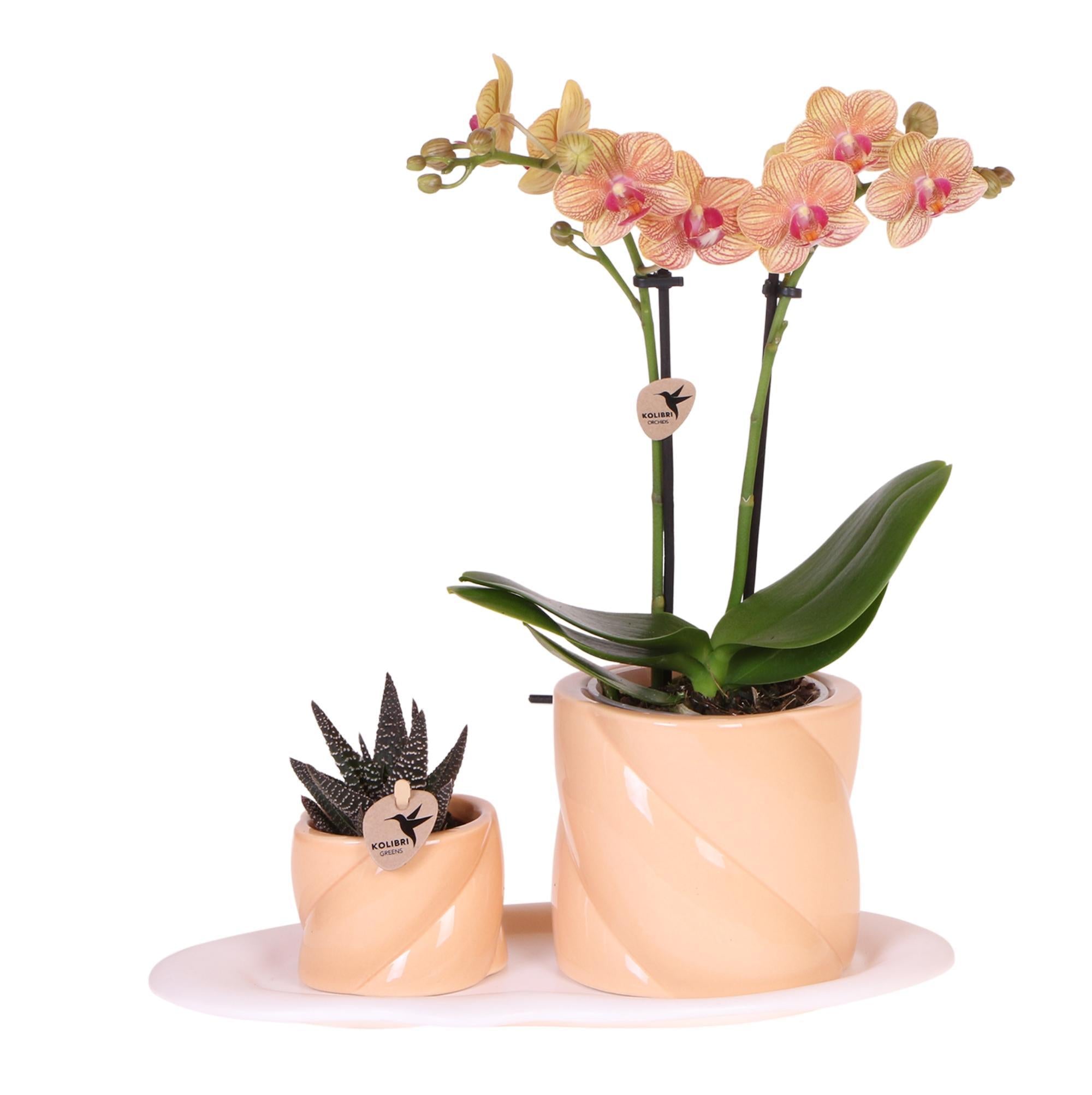 Orchidee Geschenkset Optimismus kleiner Pfirsich | Grünpflanze mit orangefarbener Phalaenopsis-Orchidee in Candy-Ziertöpfen auf weißem Bio-Tablett