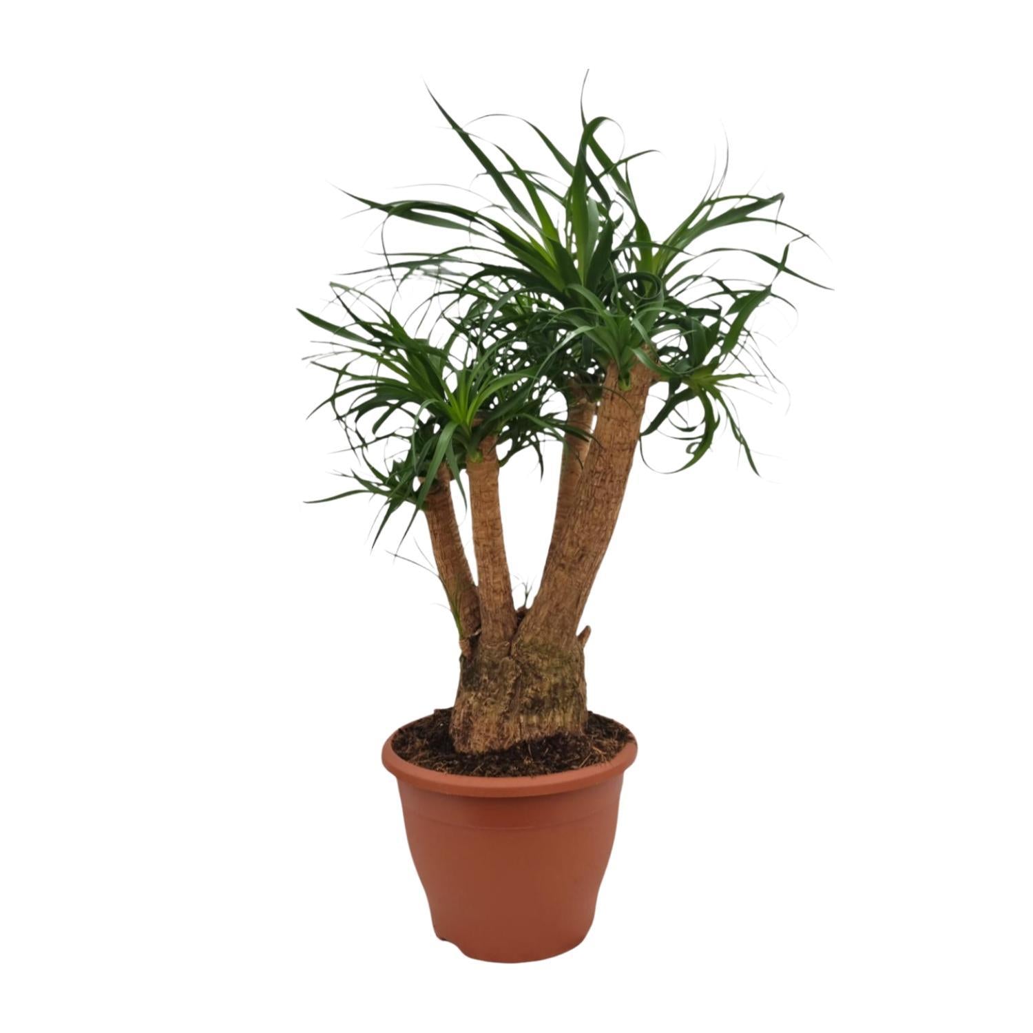 Elefantenfuß -  Beaucarnea Nolina - Ø26cm - ↕75cm