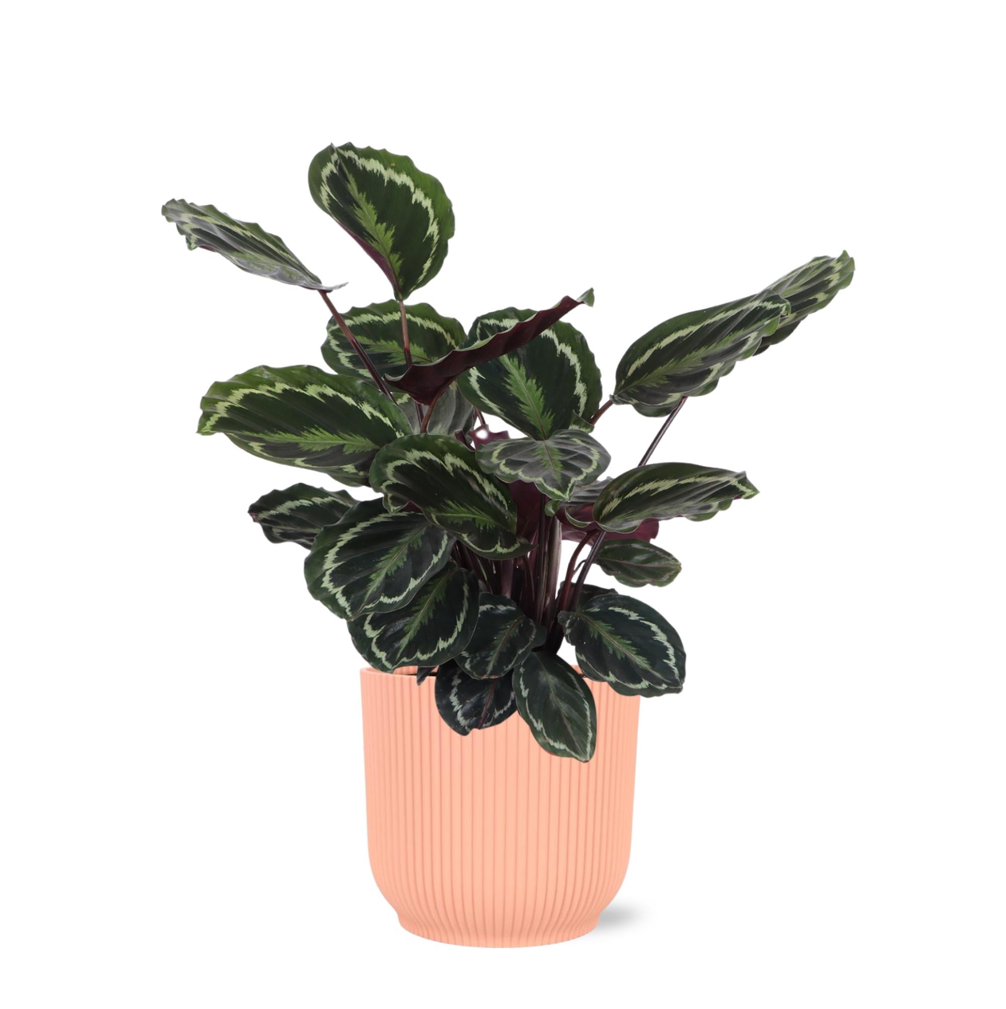 Calathea medaillon Ø21cm - ↕70cm in Vibes ROZE