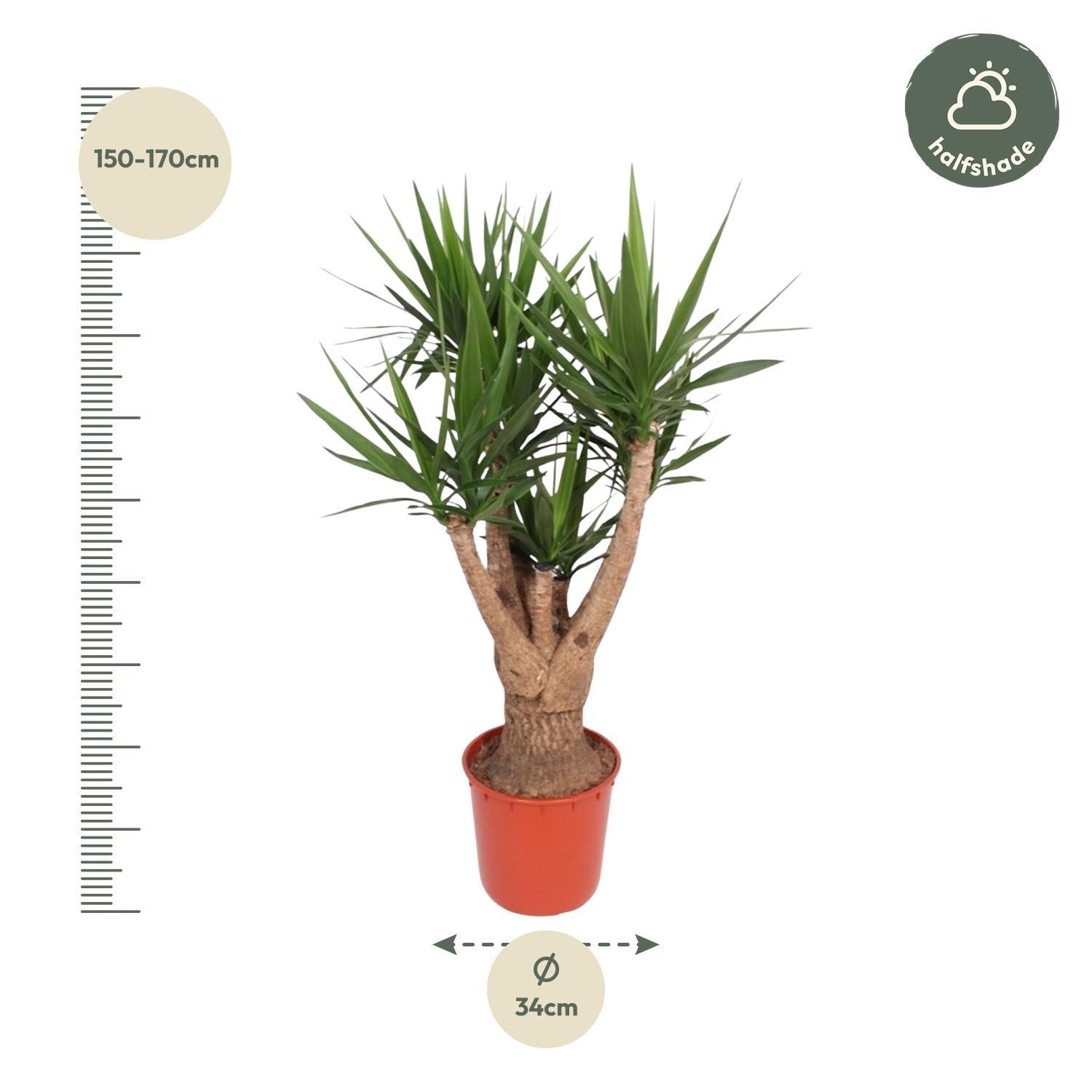 Yucca Elephantipes verzweigt – 160 cm – ø34