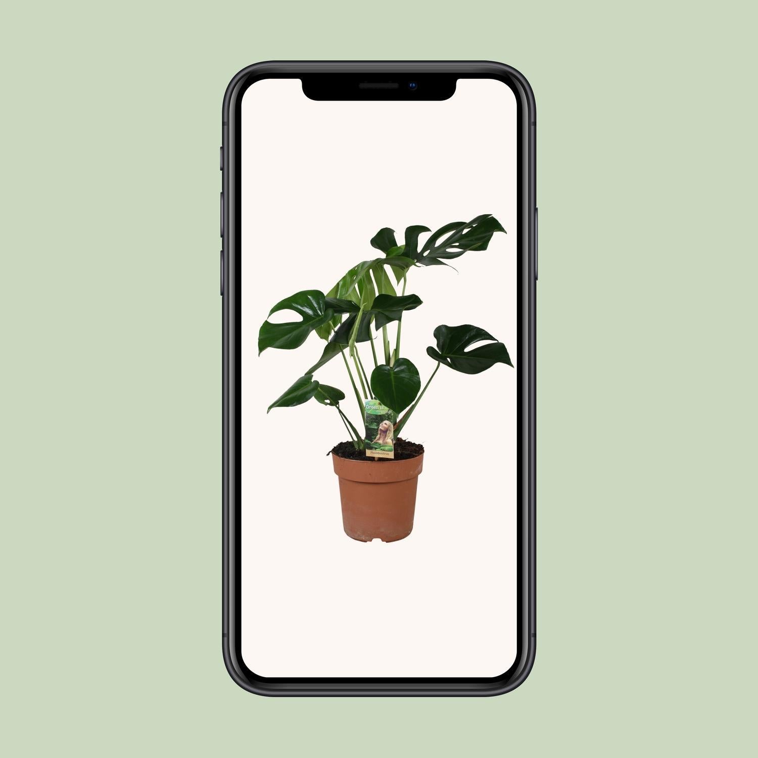 Schweizer Käsepflanze - Monstera Deliciosa - Ø21cm - ↕80cm