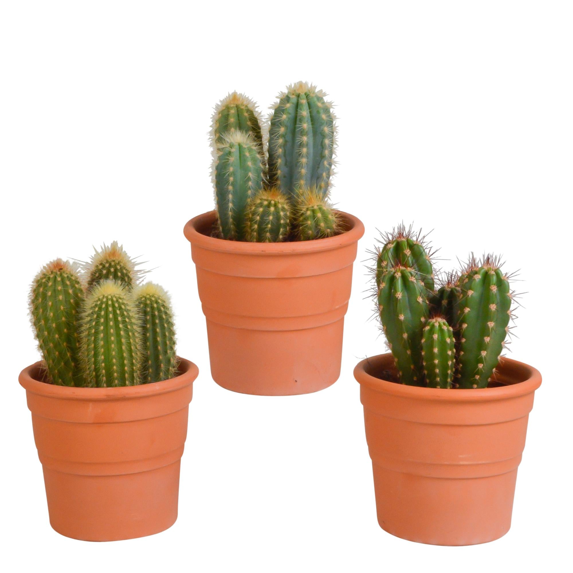 Säulenkaktus - Cereus-Mischung 10,5 cm - 3 Stück im terracotta Topf