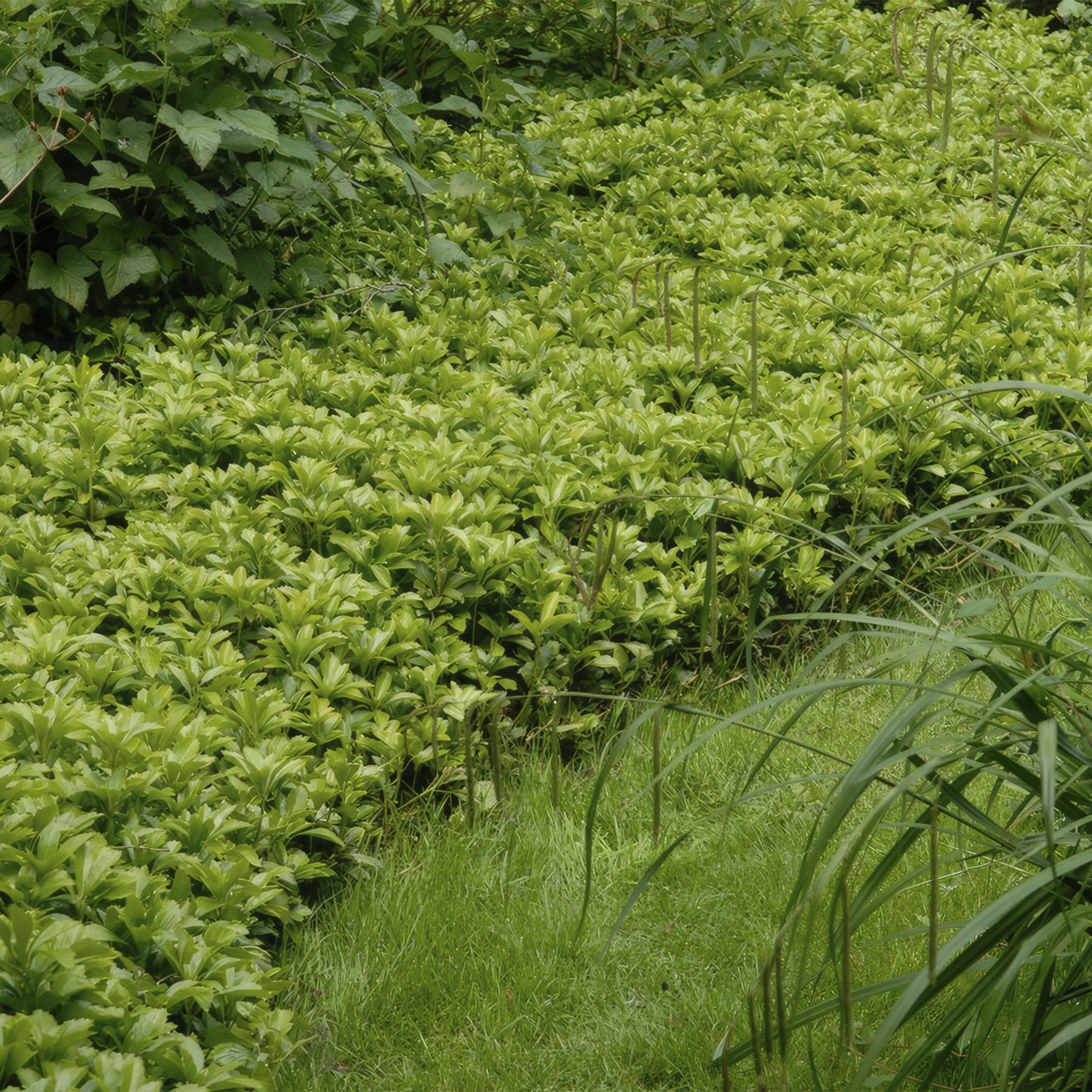 Pachysandra term. 'Green Carpet' - ↕25cm - Ø9cm - 6x,