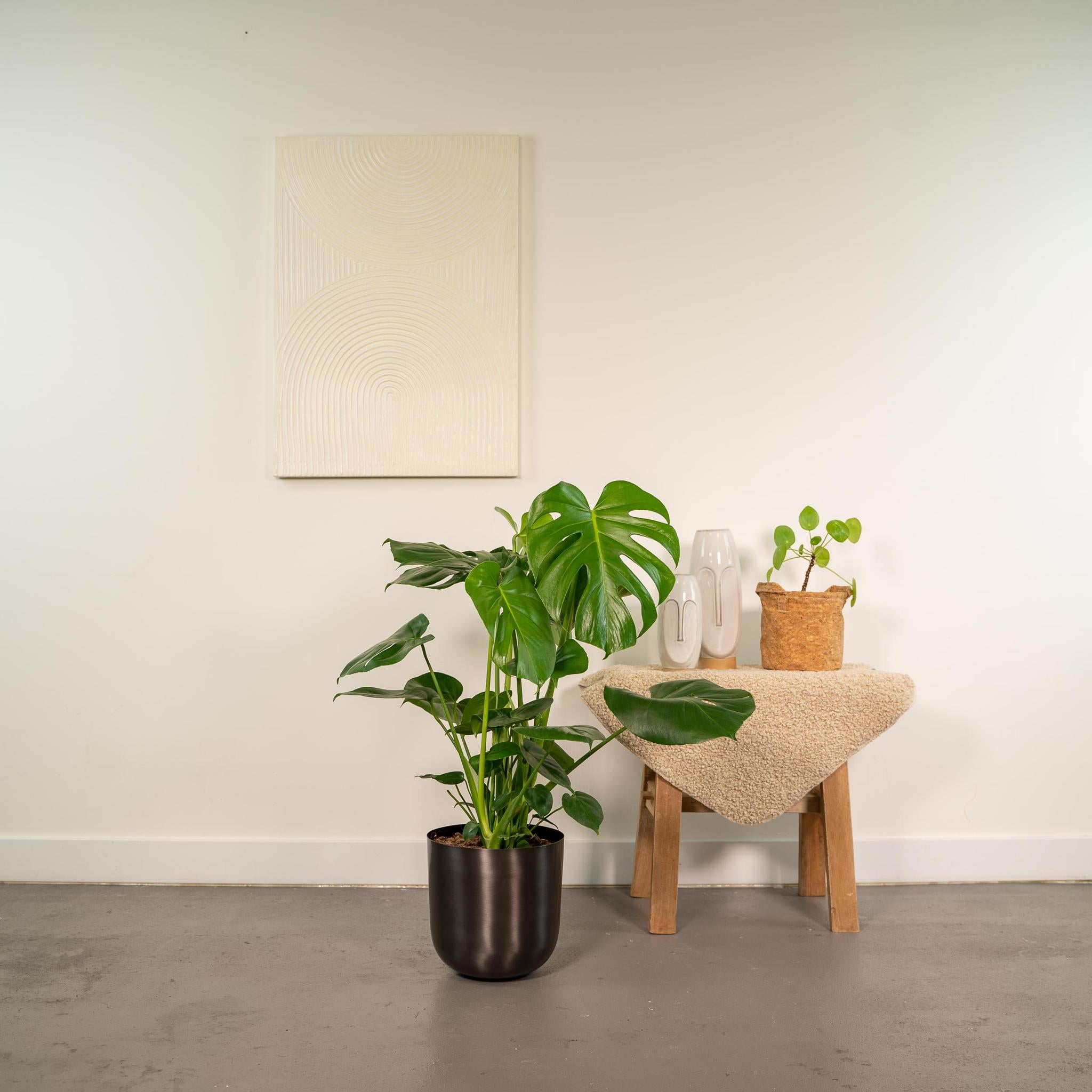 Monstera Deliciosa + Pot Mayk Lood - ↨80cm - Ø21cm