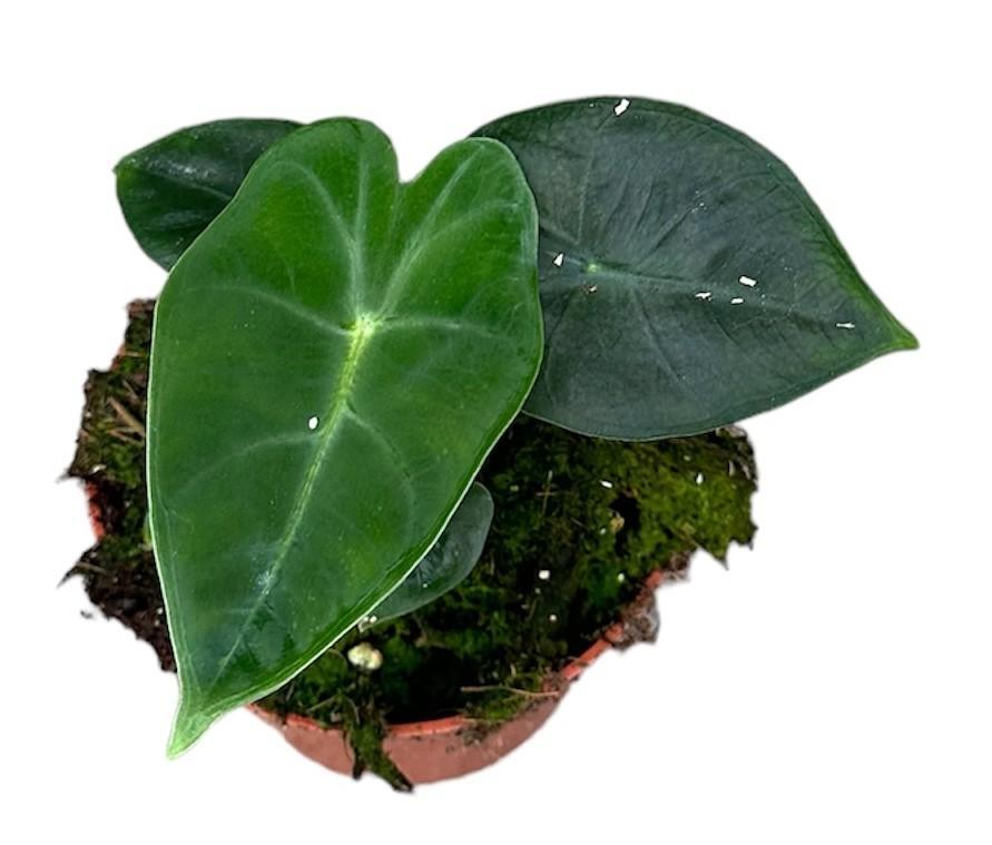 Elefantenohr - Alocasia Frydek - Ø10,5cm - ↕15cm