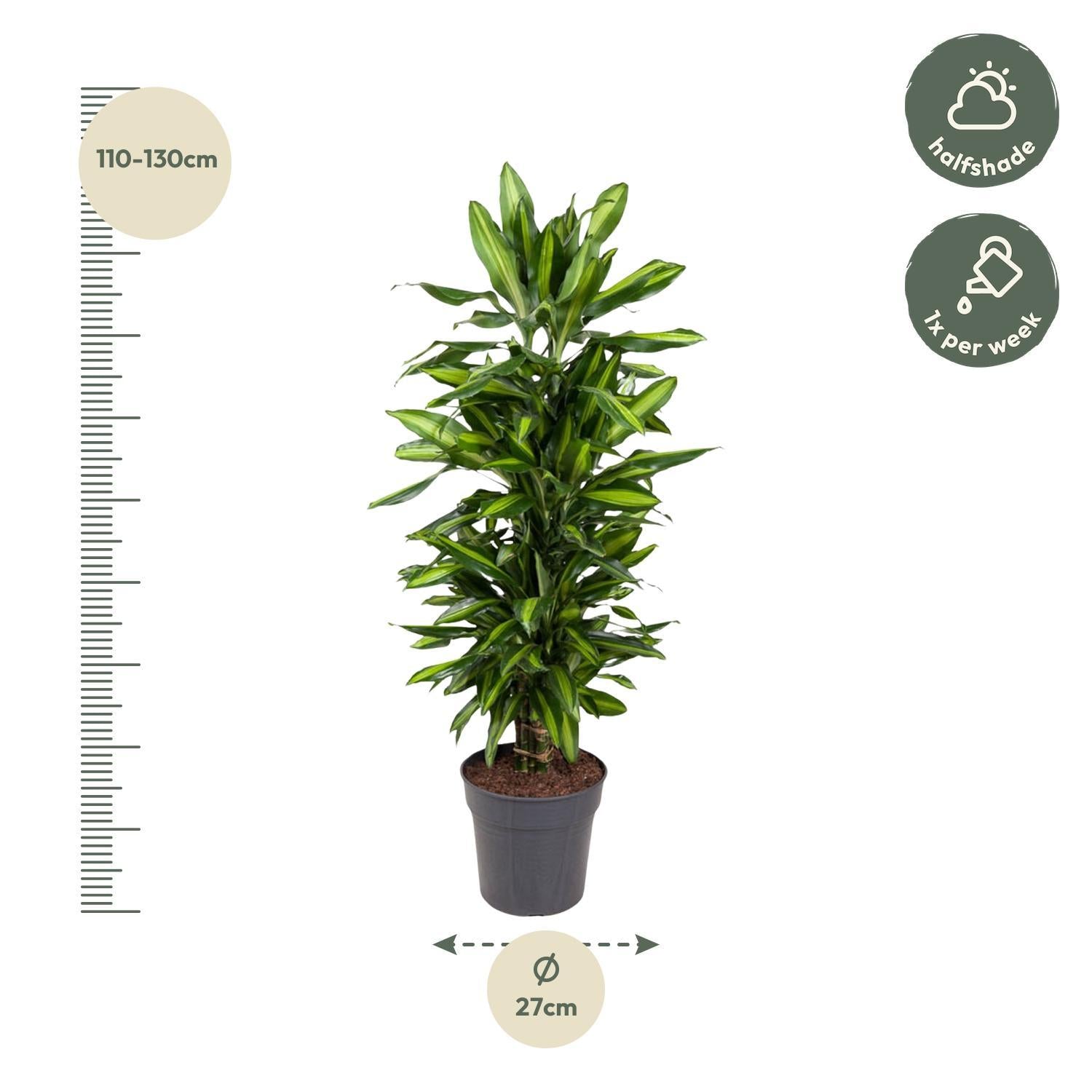 Drachenbaum Cintho - Dracaena Cintho verzweigt  - 120 cm - ø27