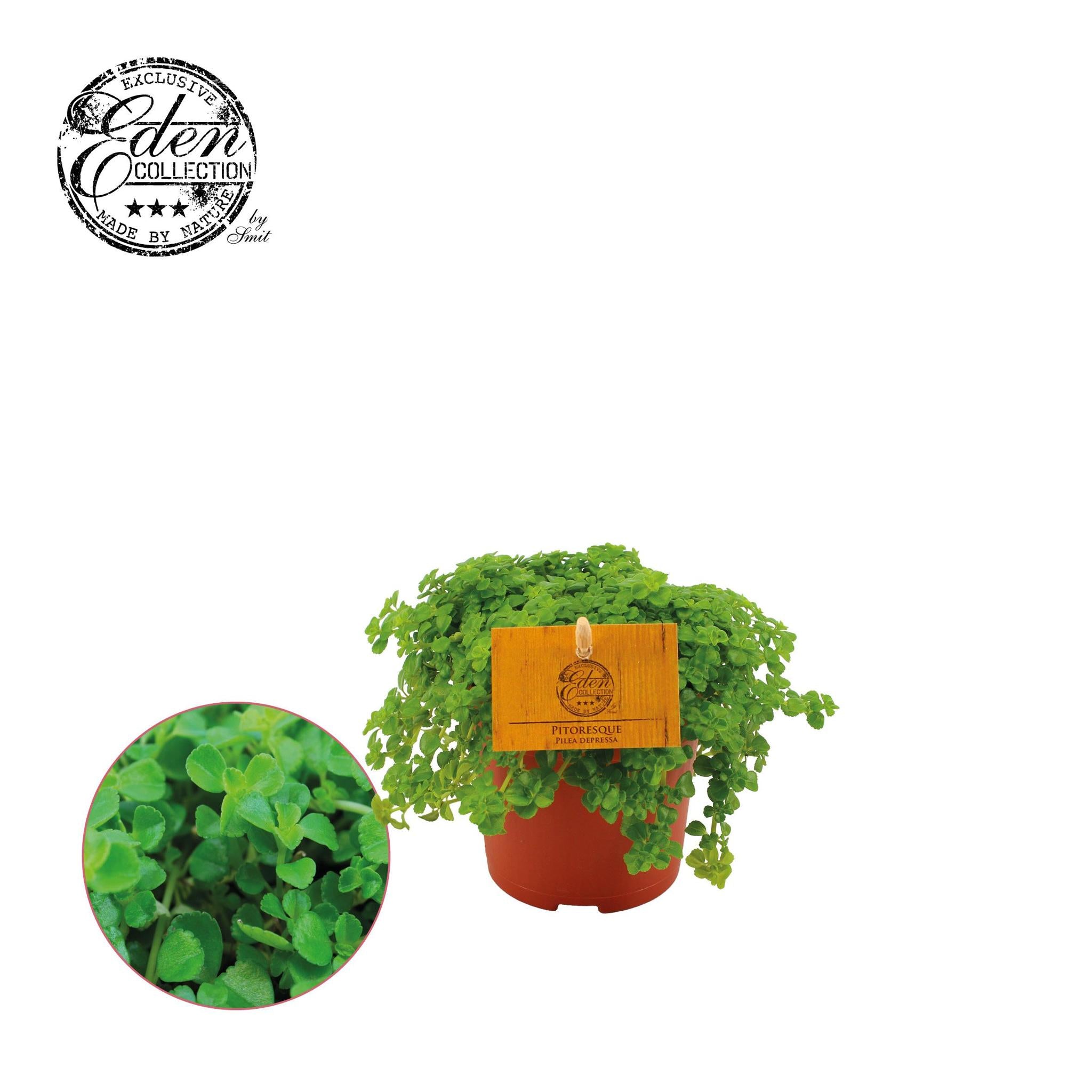 Pilea Depressa 10,5cm - Ø10,5cm - ↕15cm