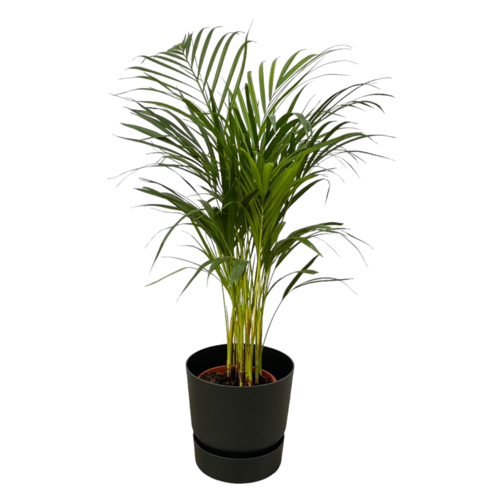 Areca palm - ↨85cm - Ø19cm inclusief Elho Greenville Rond zwart D24xH23