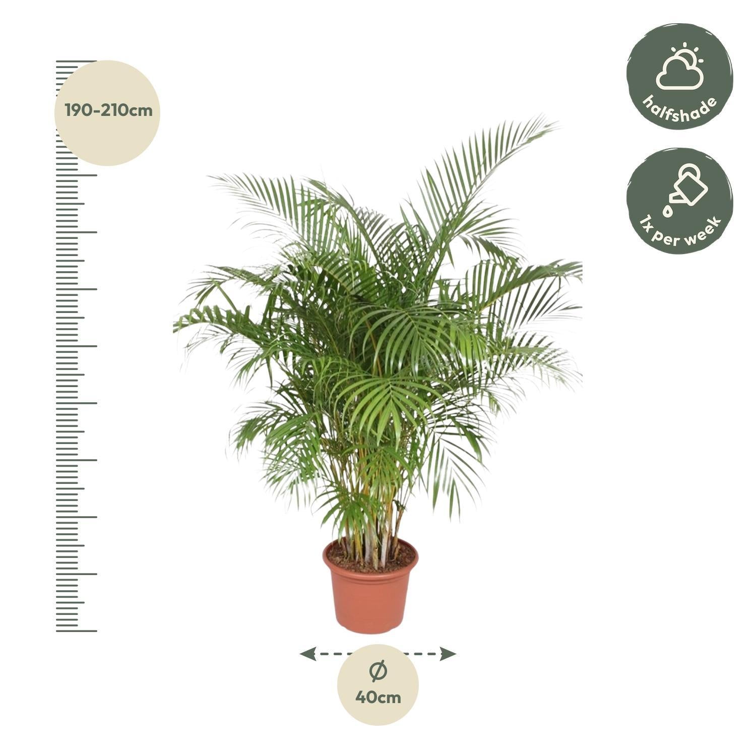 Dypsis Lutescens (Arecapalm) - 200 cm - ø40