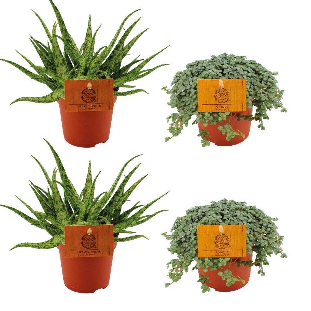 Planzen Mix - Planzen Mix - Aloe Spider + 2x Pilea Glauca - 4 stück - Ø10.5cm - ↕10cm