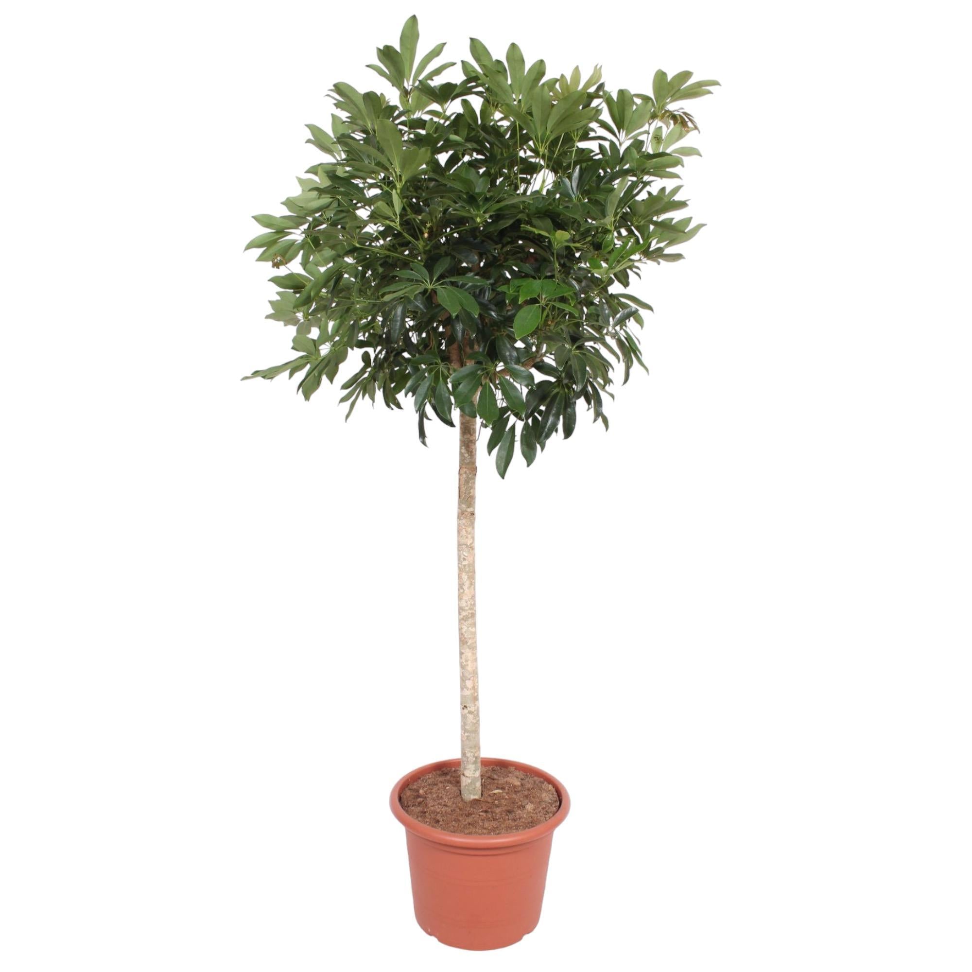 Schefflera Arboricola Compacta Baum – 190 cm – ø45