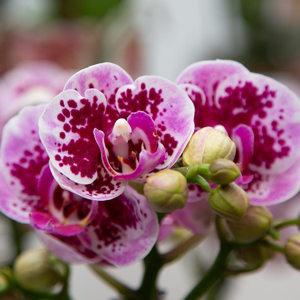 Orchidee Rosa lila Phalaenopsis Orchidee - El Salvador - Topfgröße Ø9cm | blühende Zimmerpflanze - frisch vom Züchter