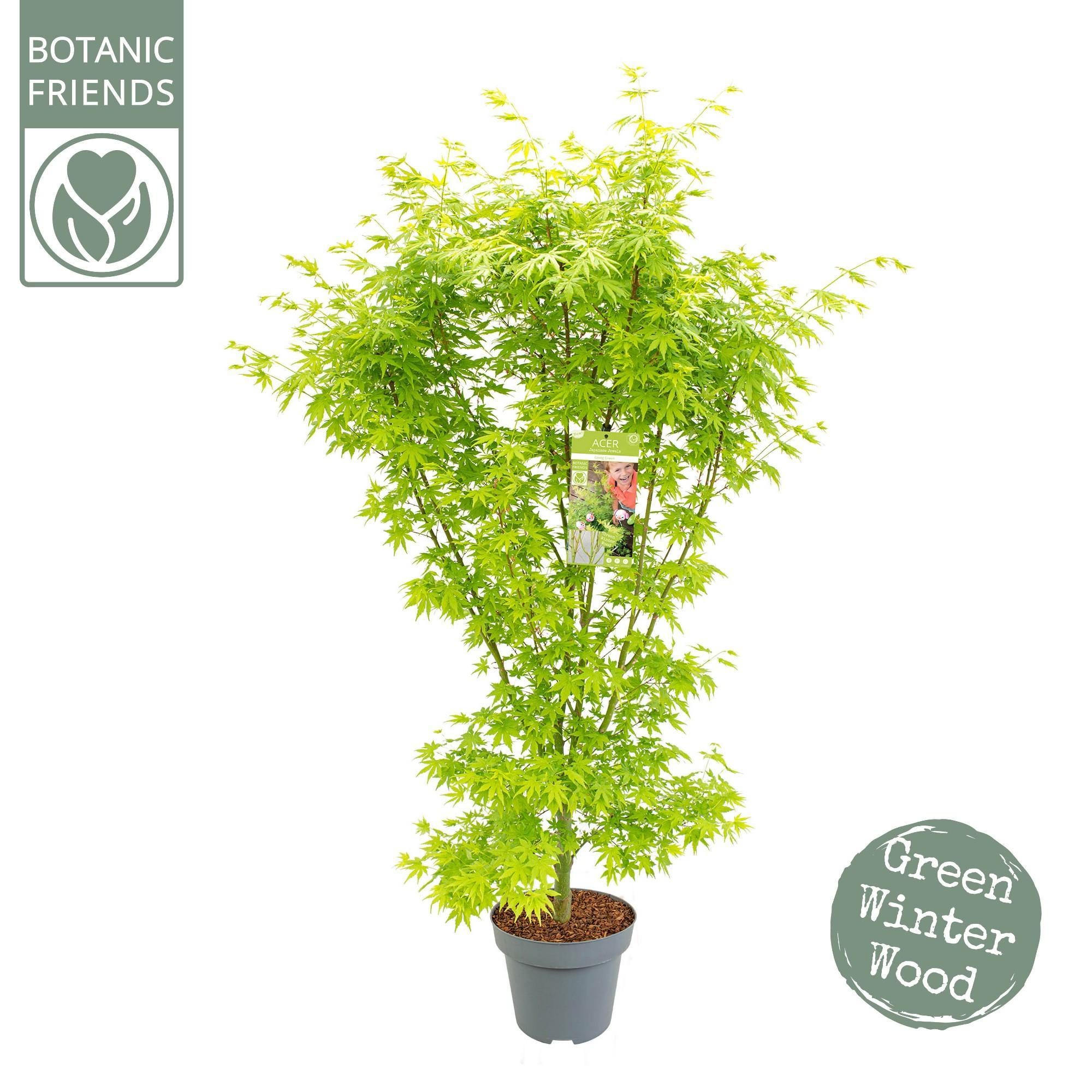 Japanischer Ahorn Acer palmatum 'Going Green'® - Ø34cm - ↕130cm