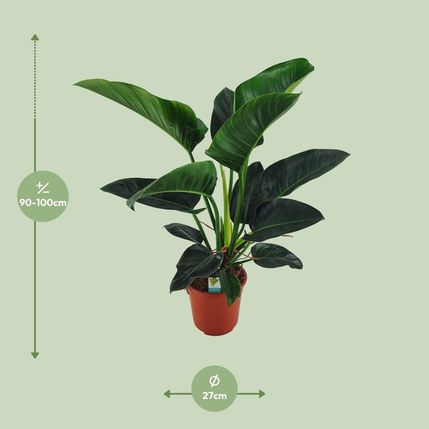 Baumfreund - Philodendron Congo Millions - Ø27cm - ↕100cm