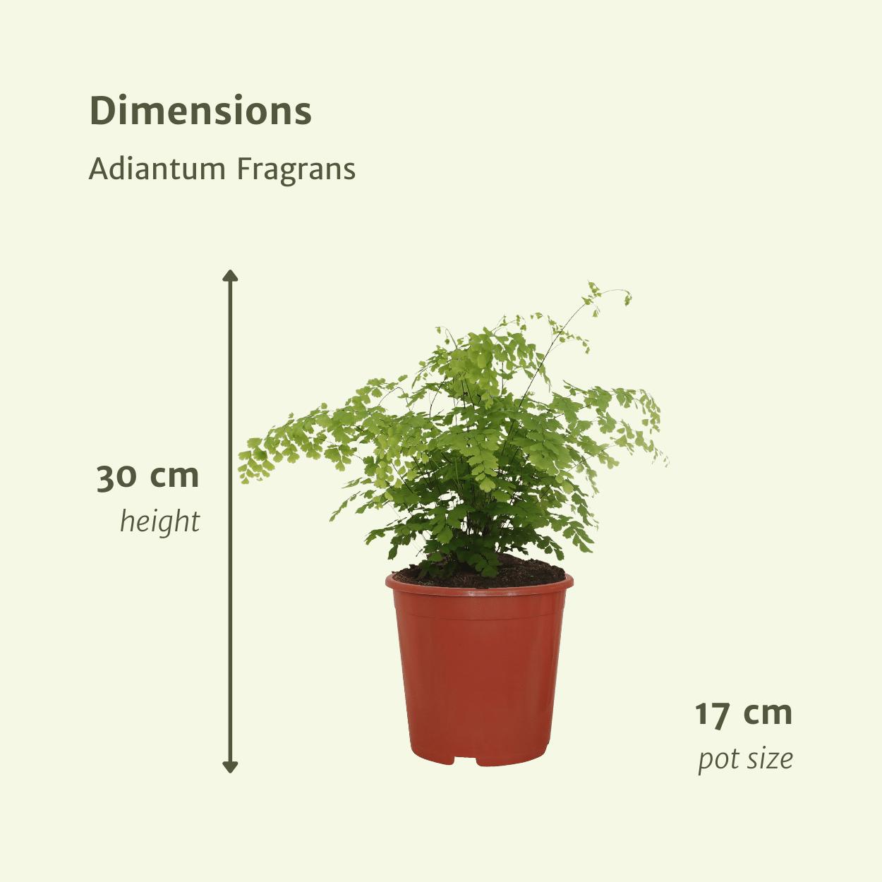 Venushaarfarn - Adiantum Fragrans - Venushaar - 30cm - Ø17