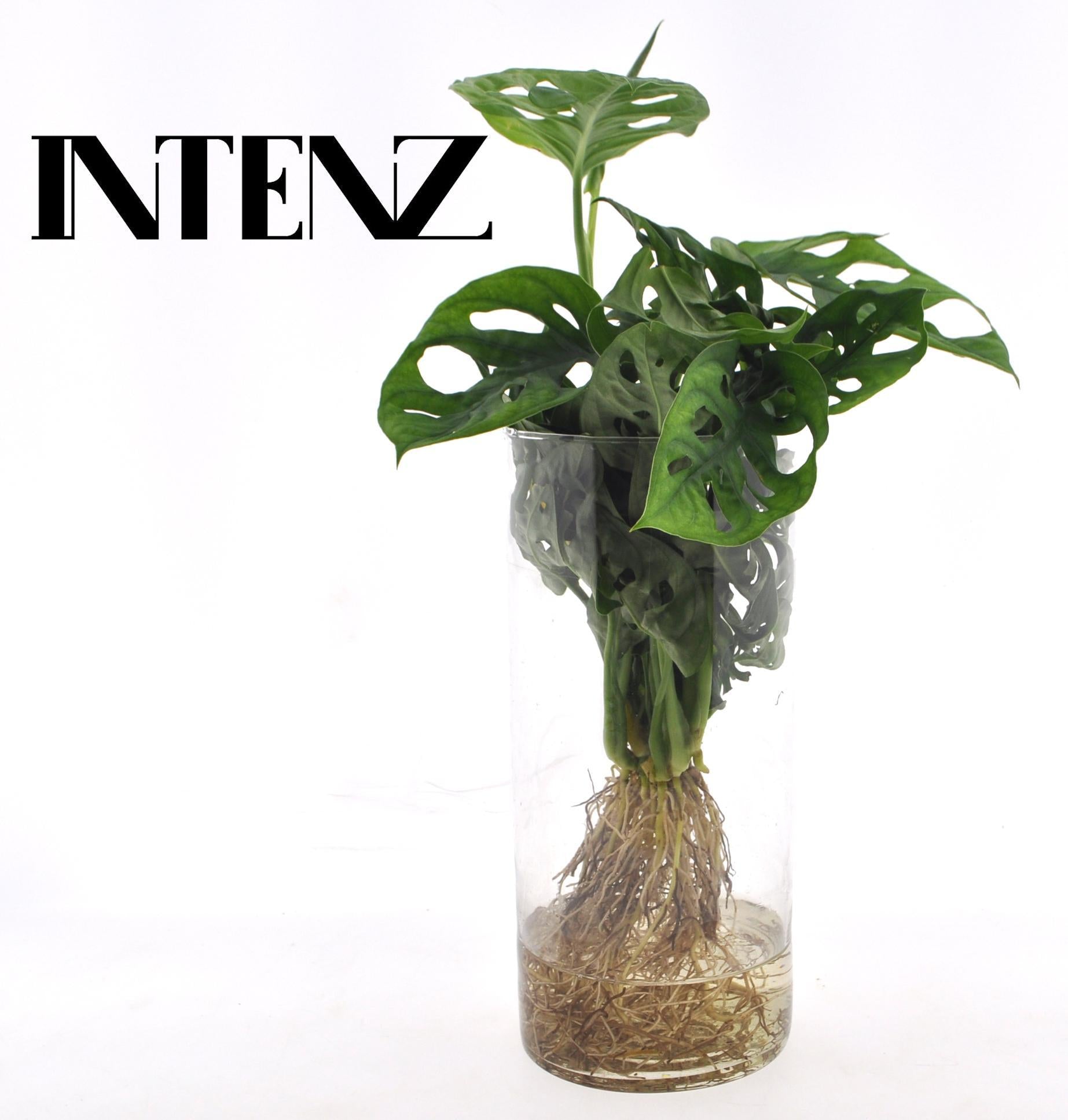 Monstera Adansoni in Cylinder glas - Ø12cm - ↕25cm