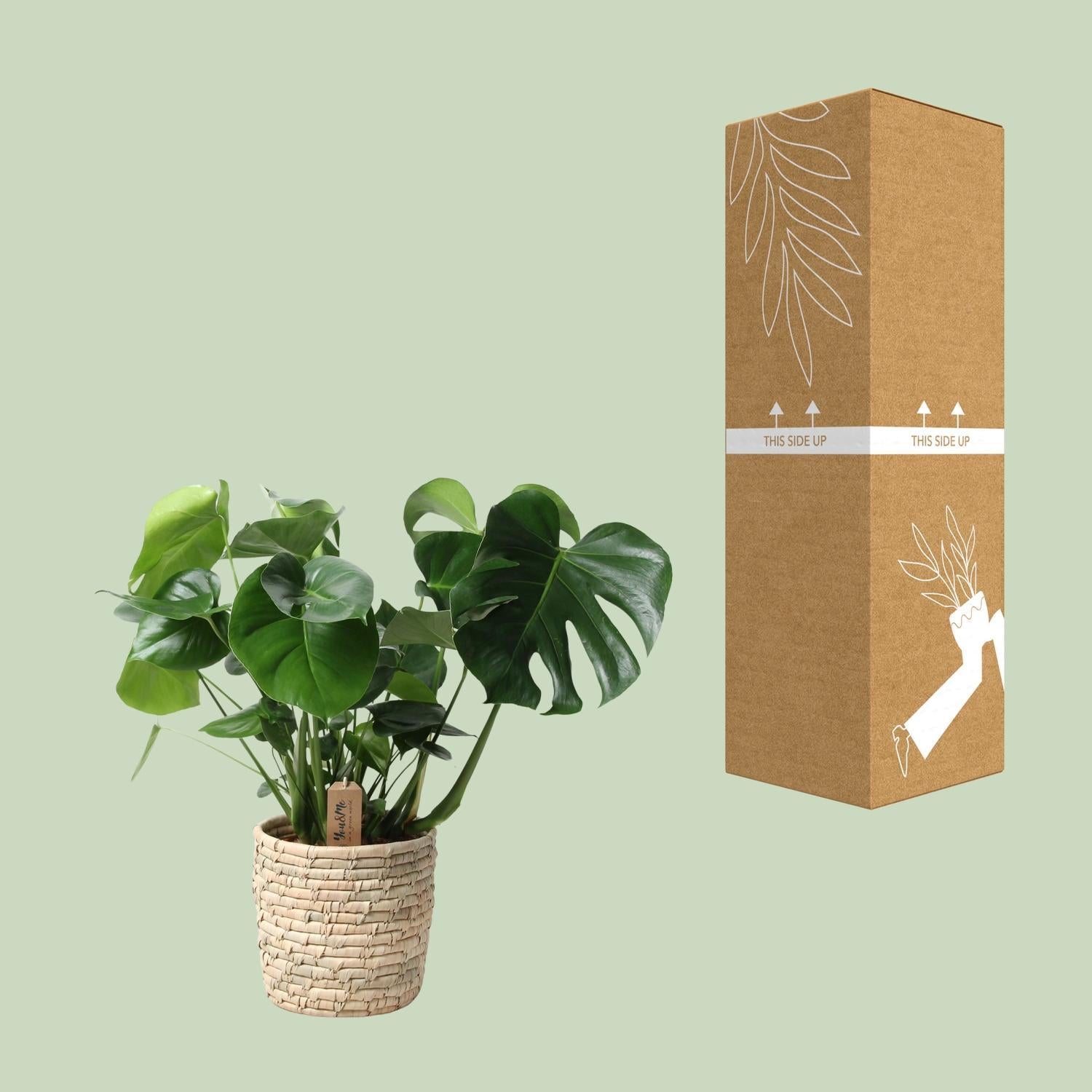 Monstera In Mand Palmblad - Ø21cm - ↕60cm