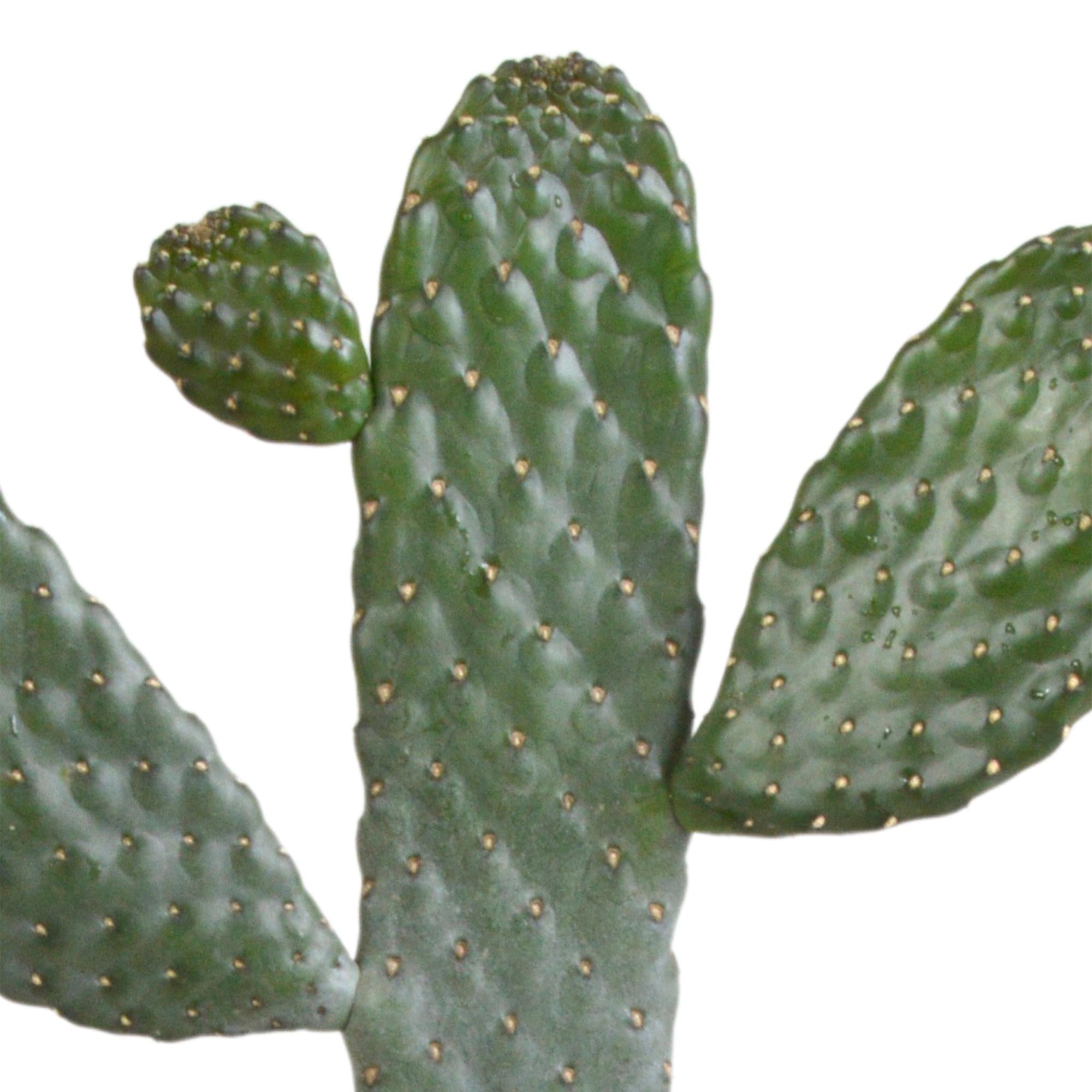 Opuntia consulae - 17cm - zonder pot