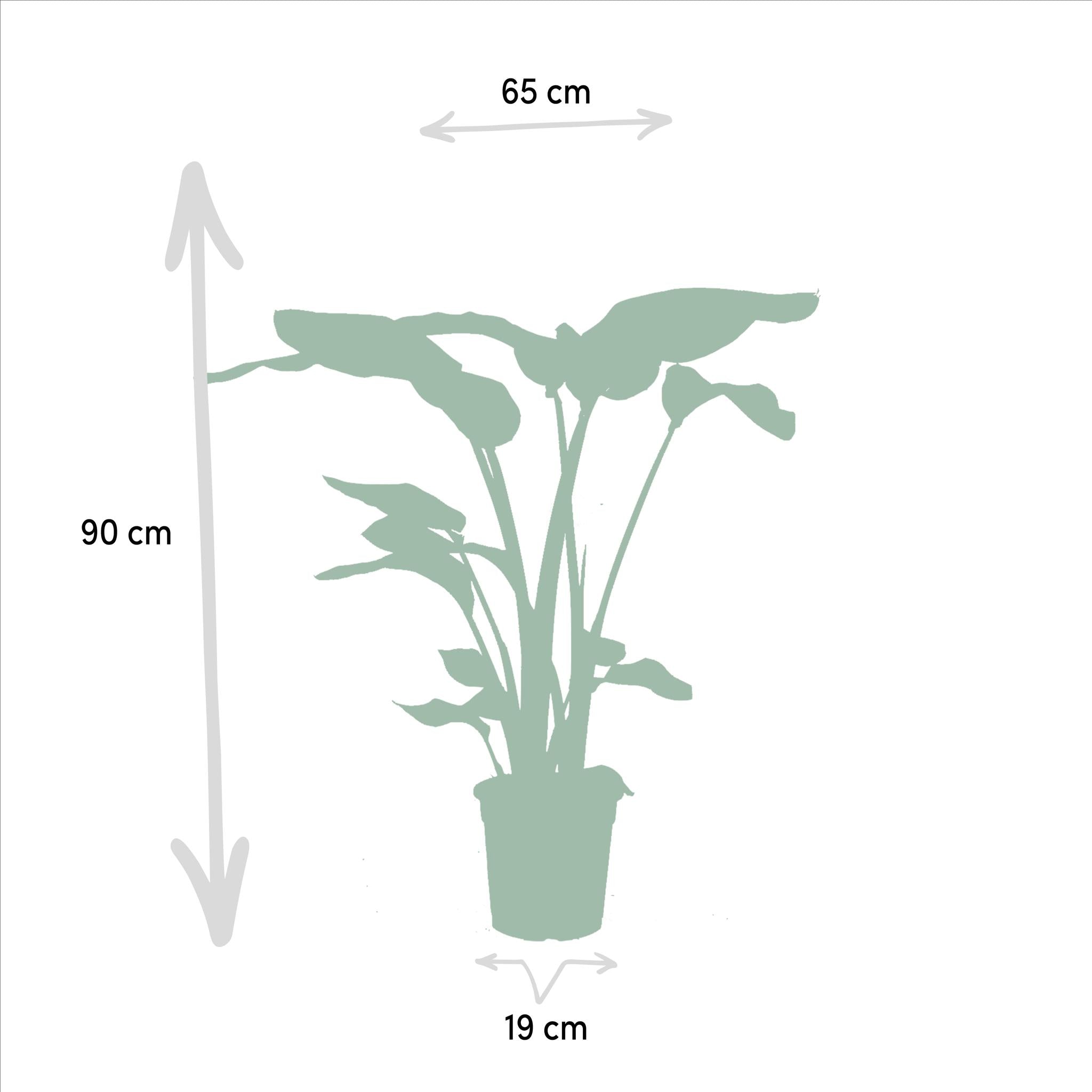 Monstera Deliciosa - Ø21cm - ↕75cm + Musa Dwerg Cavendish - Ø21cm - ↕85cm + Strelitzia Nicolai - Ø19cm - ↕85cm