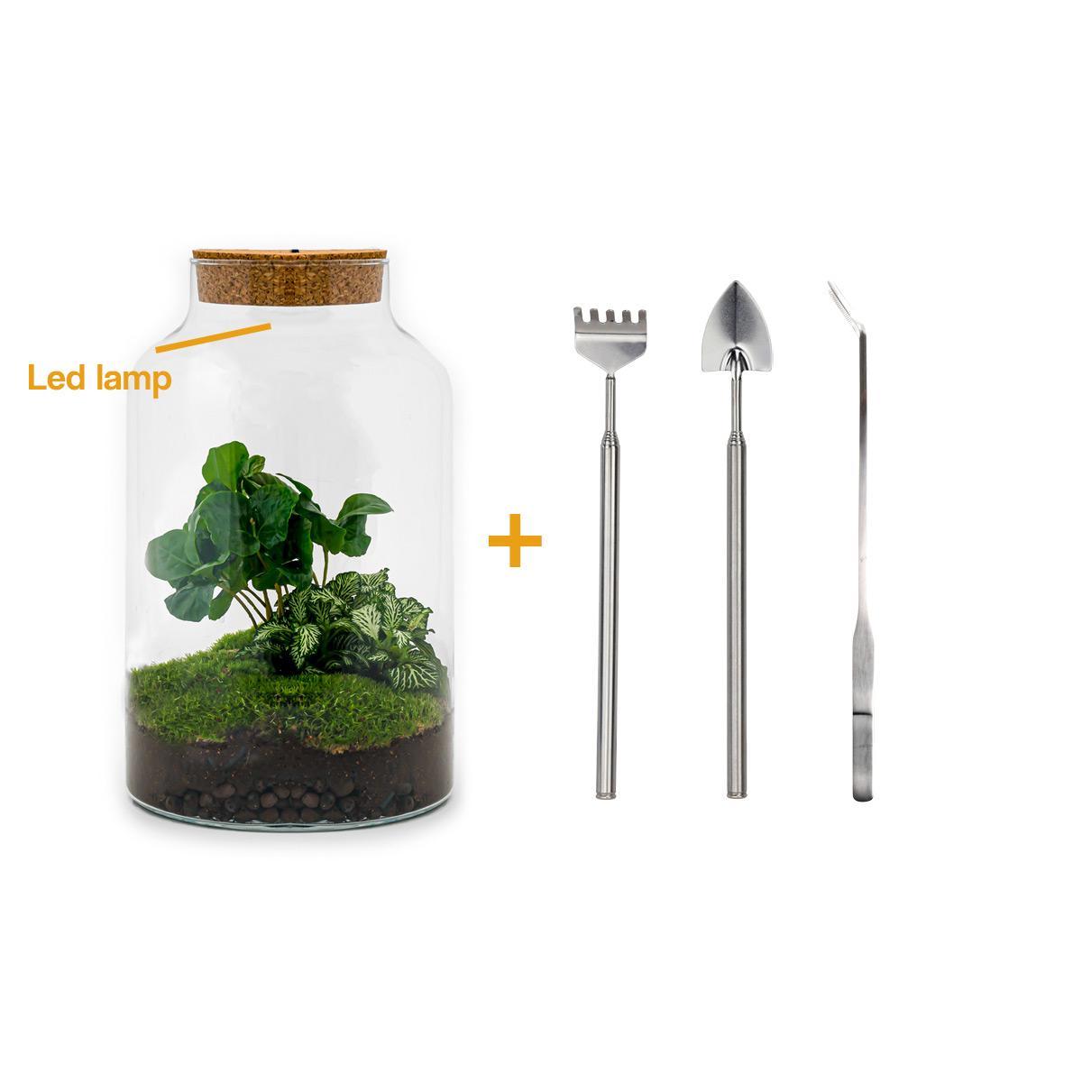 Flaschengarten - Milky Coffea mit Lampe - ↕ 31 cm - Rake + Shovel + Tweezer