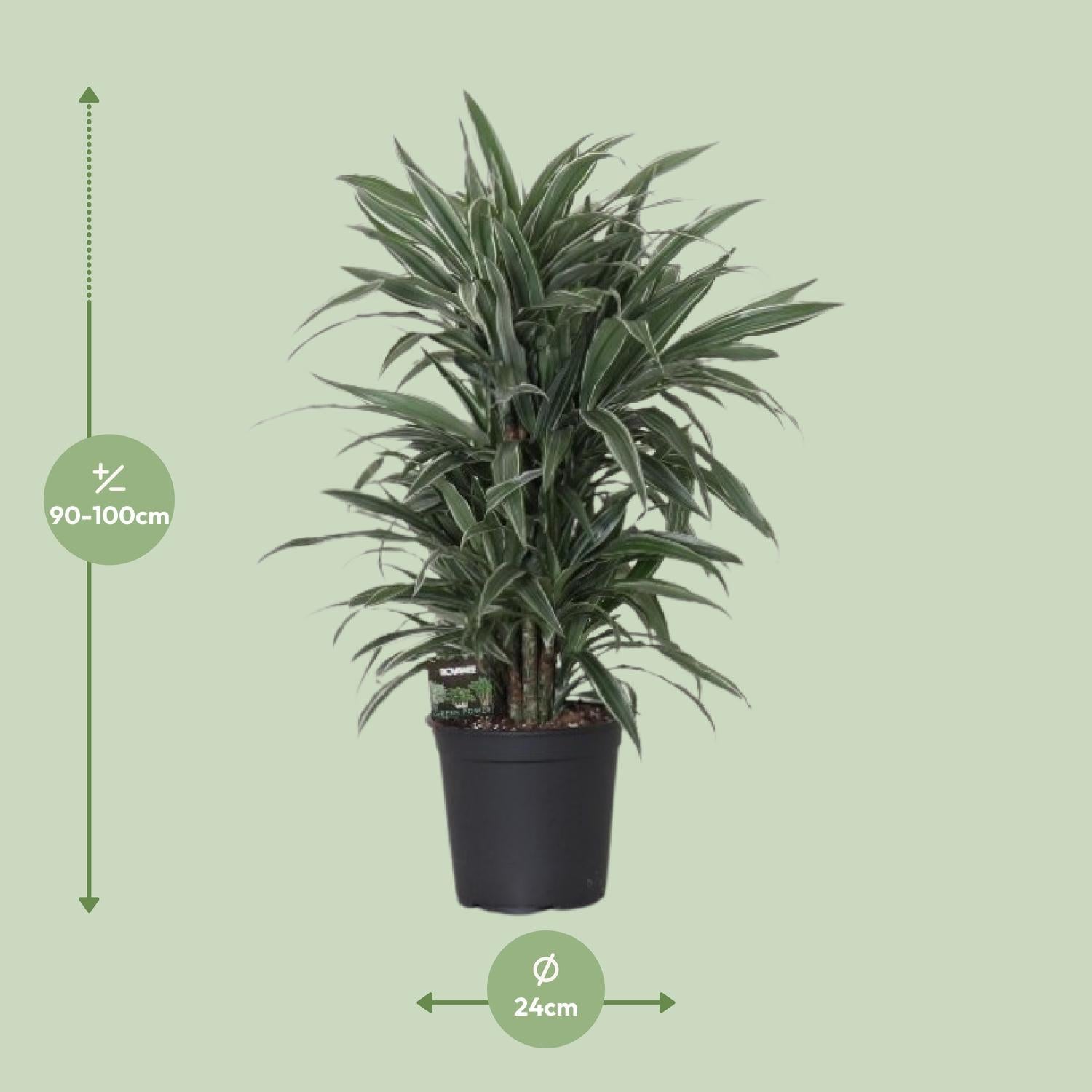 Dracaena Frag. Warneck ei - Ø24cm - ↕100cm