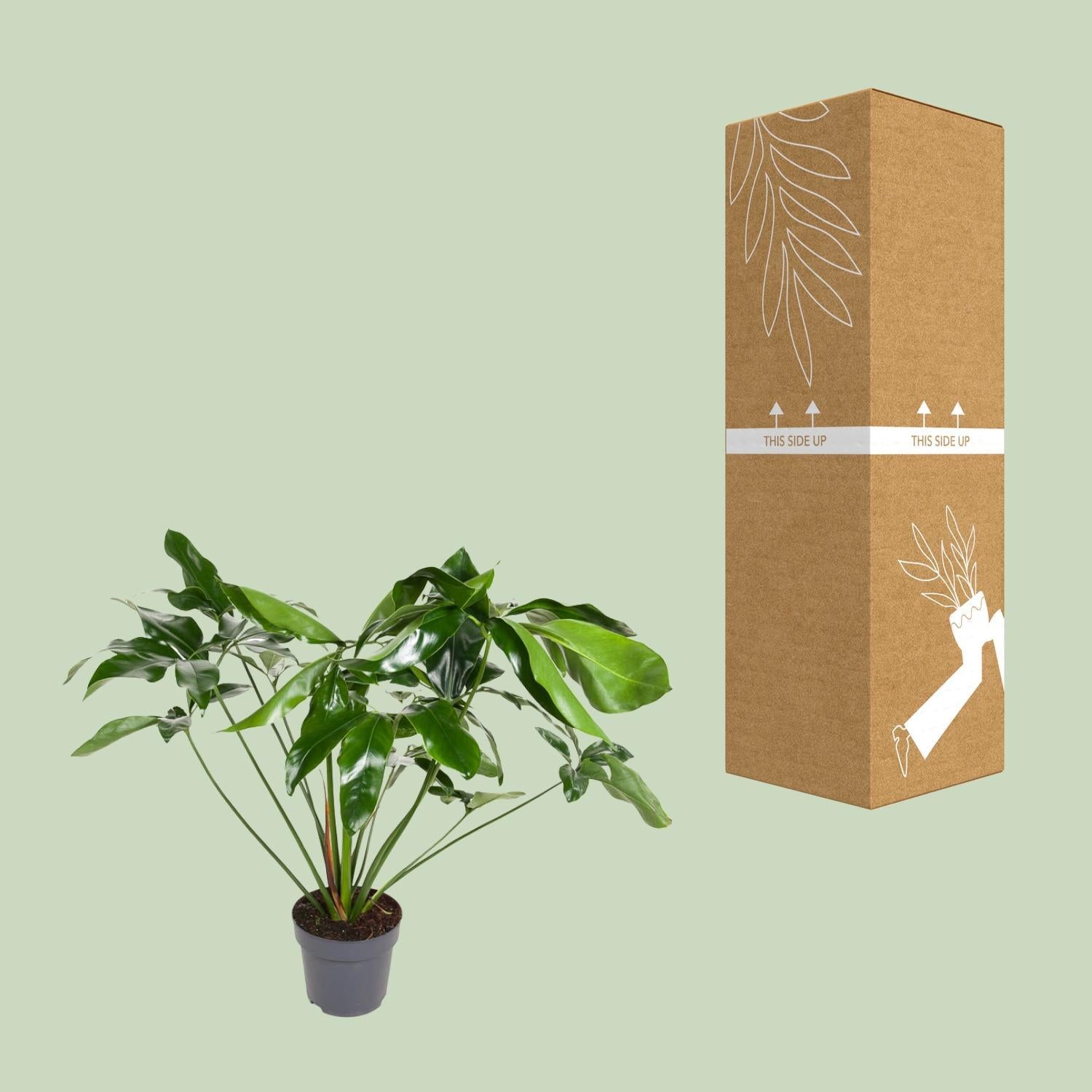 Philodendron Green Wonder - Ø24cm - ↕100cm