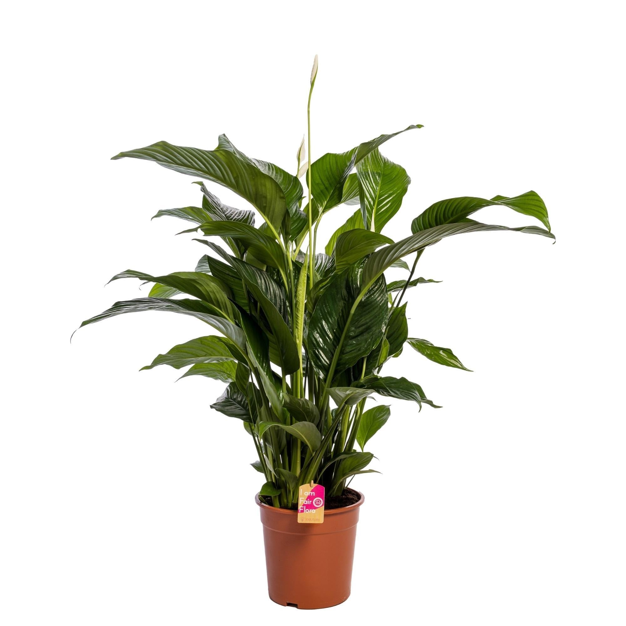 Friedenslilie - Spathiphyllum 'Sweet Lauretta' Fair Flora - Ø24cm - ↕100cm