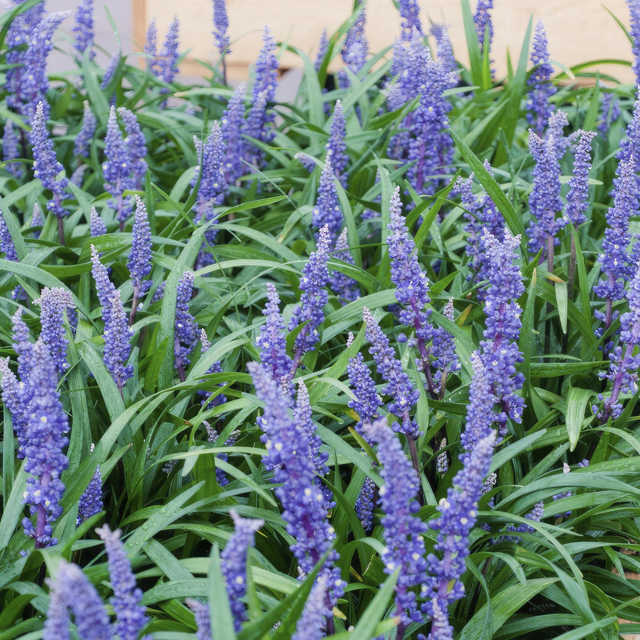 Liriope muscari 'Big Blue' - ↕10-25cm - Ø9cm - 6 Stück