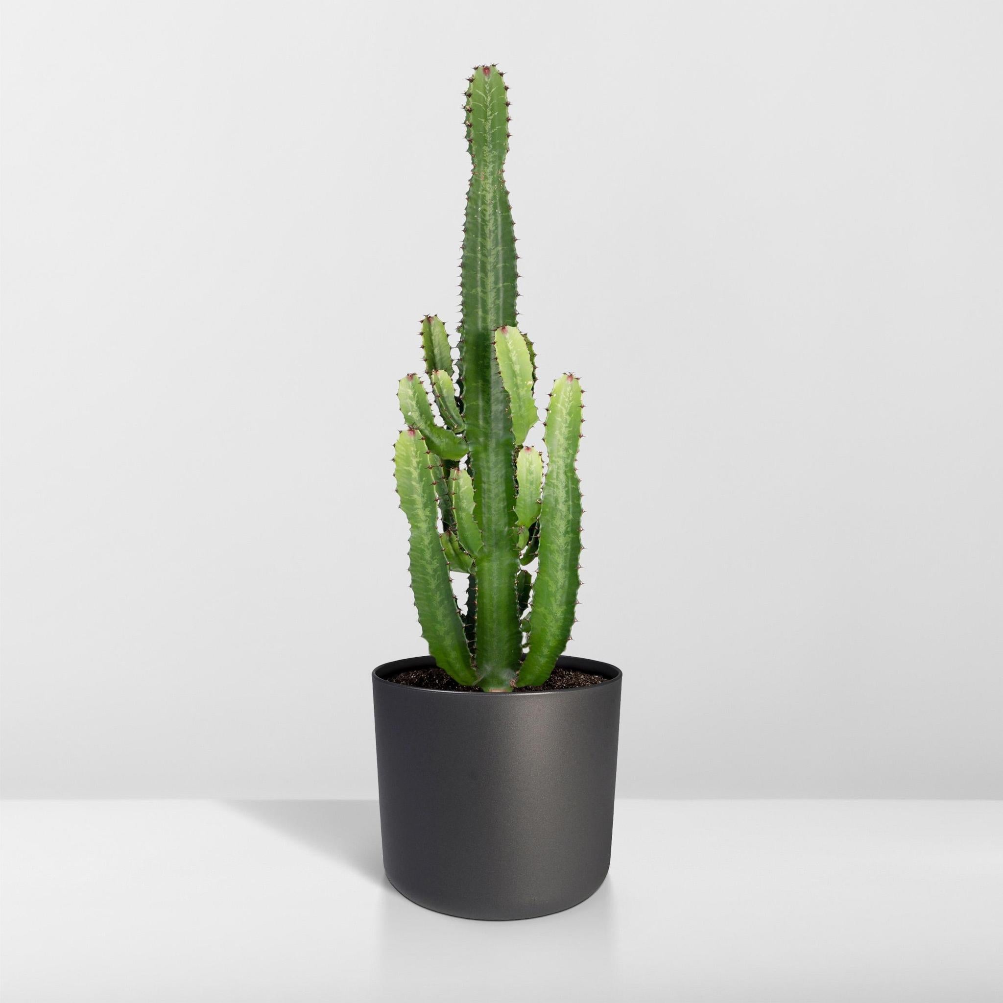 Weihnachtsstern Euphorbia Acrurensis - Ø24 - ↨60cm