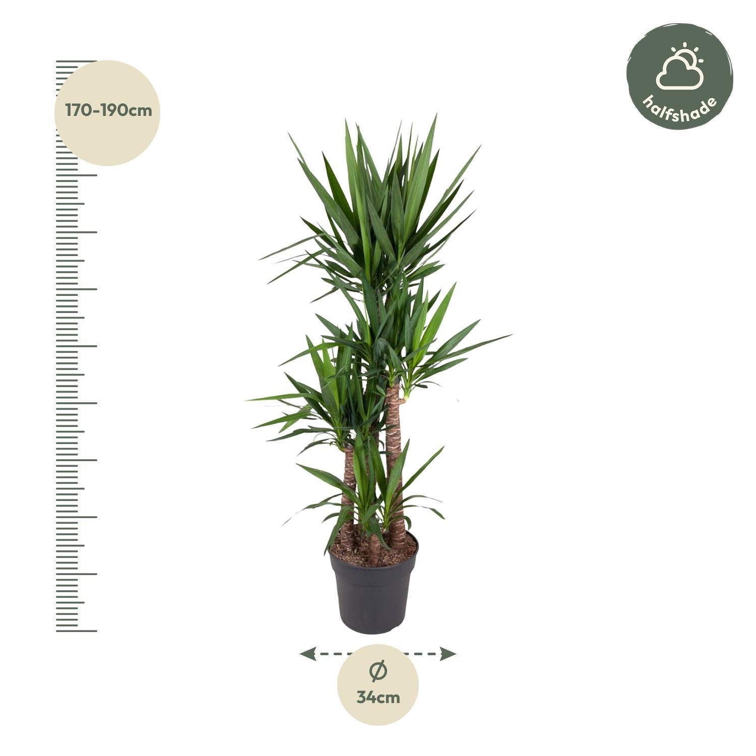 Yucca Olifantipe - 180 cm - ø34