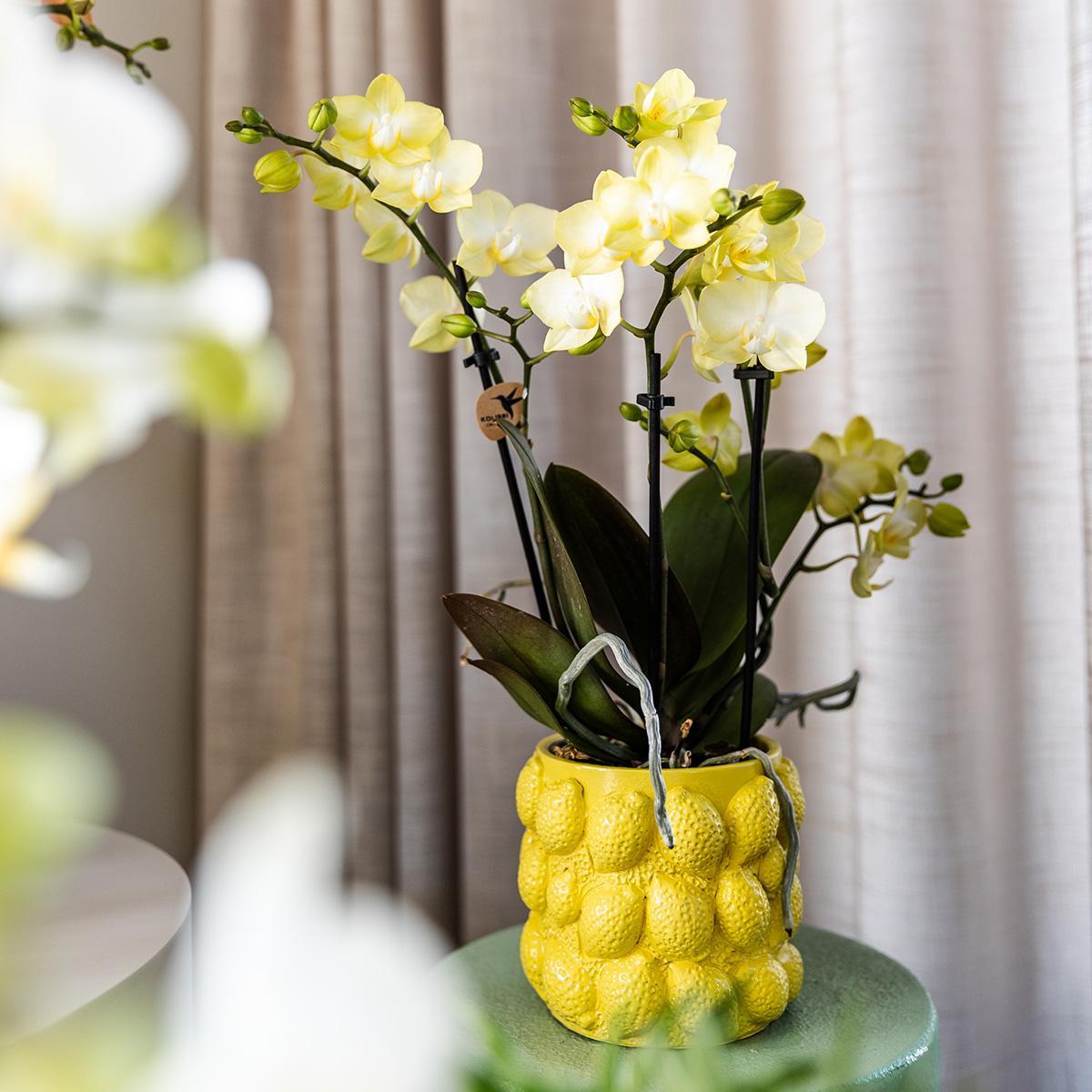 Kolibriebedrijf | Cadeauset citrusplantenset met gele phalaenopsis orchidee en vetplanten inclusief keramische sierpotten